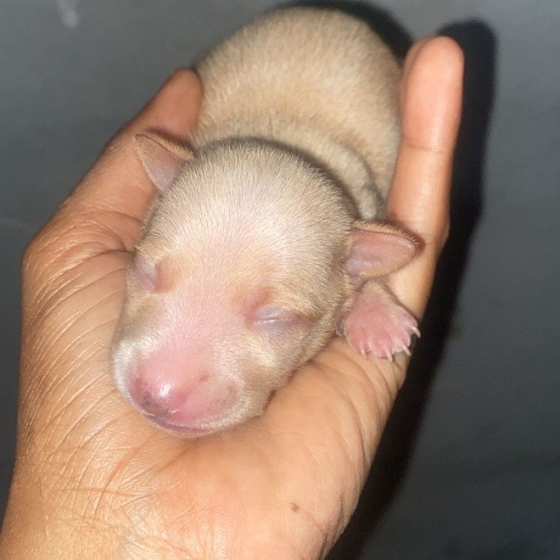 Vendo Pincher Raça pura n° 1