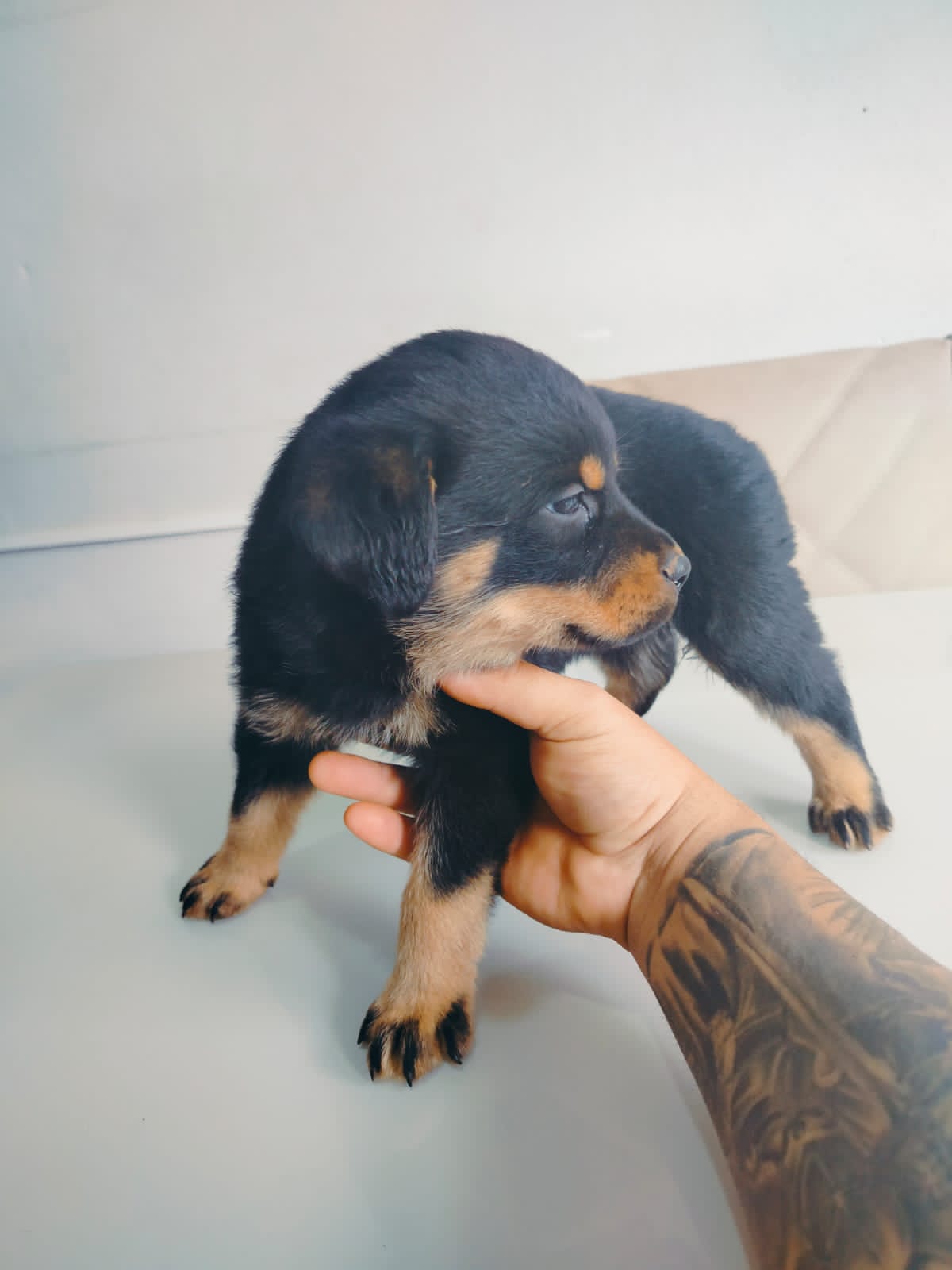 Portal Vendocão Filhote Rottweiler cabeça de touro  Para de Minas