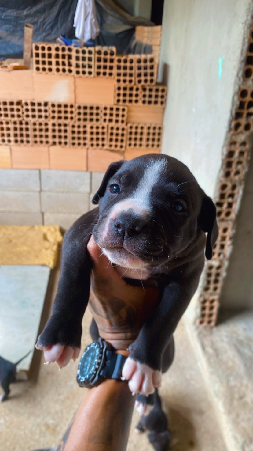 Portal Vendocão American bully Betim