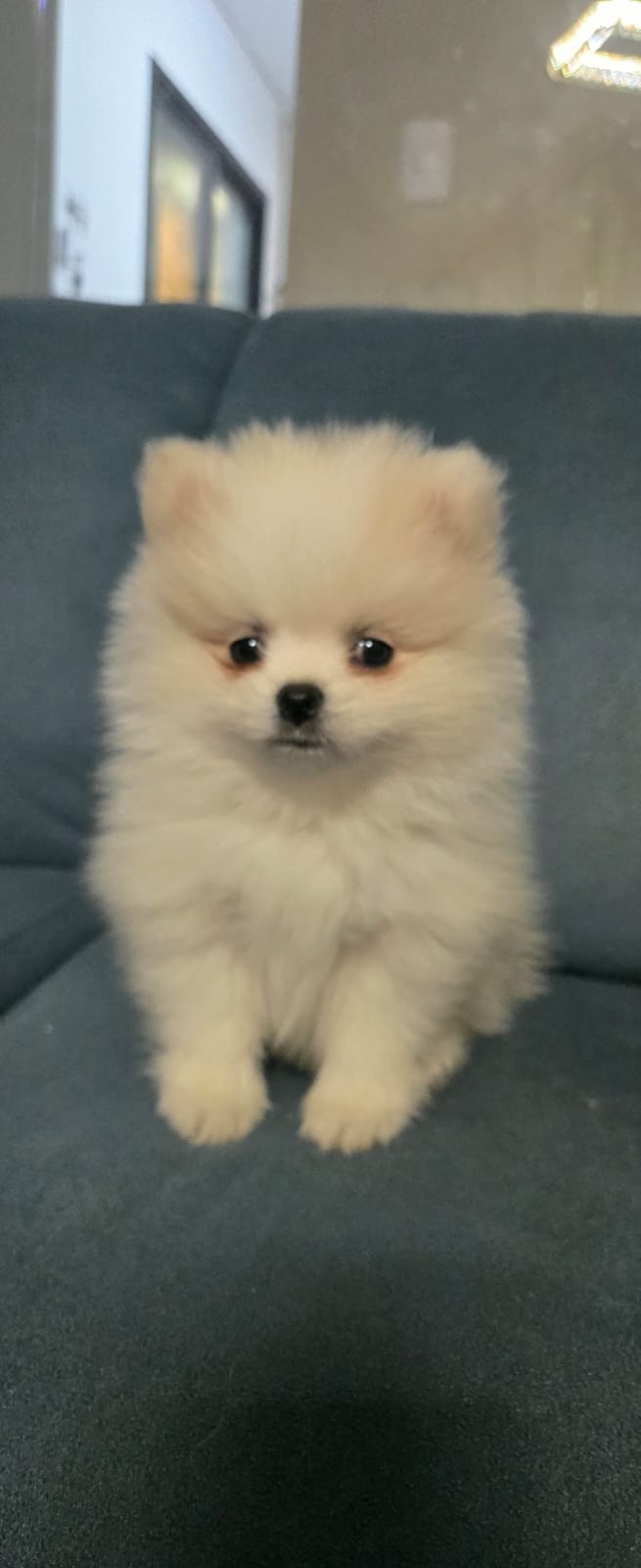 Spitz Alemão - Foto 3