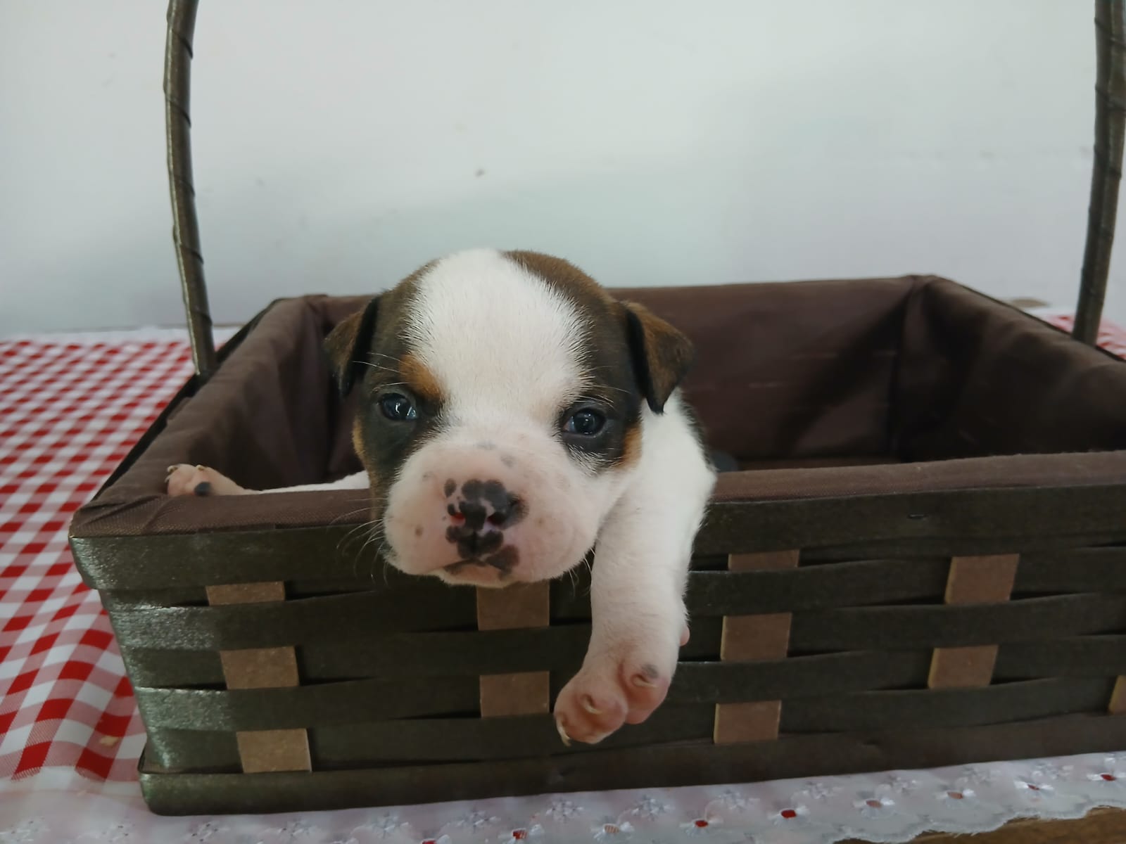Portal Vendocão Filhotes legítimos American Bully  Magé
