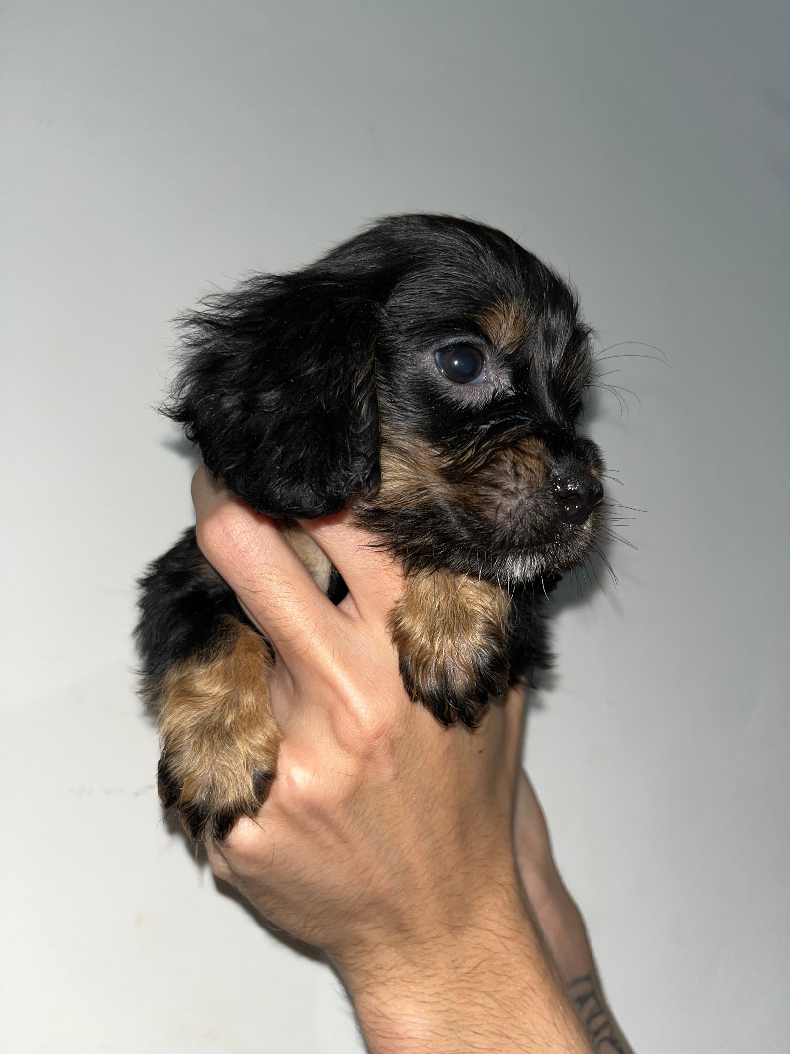 Filhote Cocker Spaniel Inglês