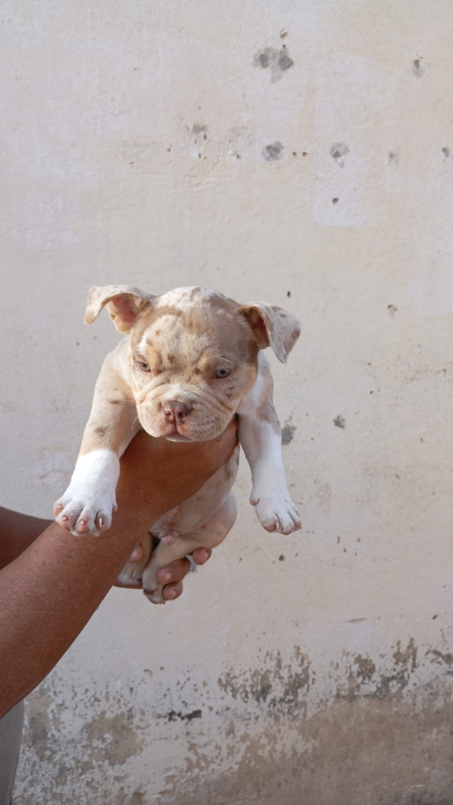 Lindos filhotes de american bully disponíveis - Foto 2
