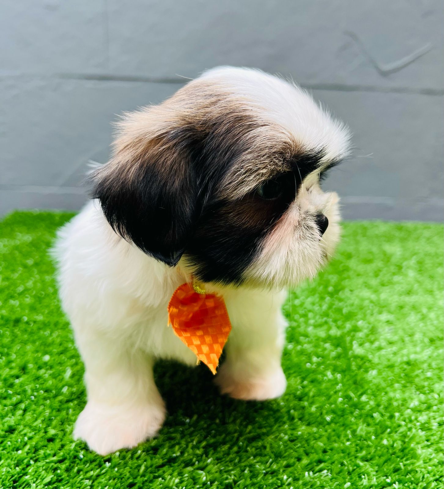 Portal Vendocão VENDE-SE FILHOTE DE SHIH TZU  BELO HORIZONTE