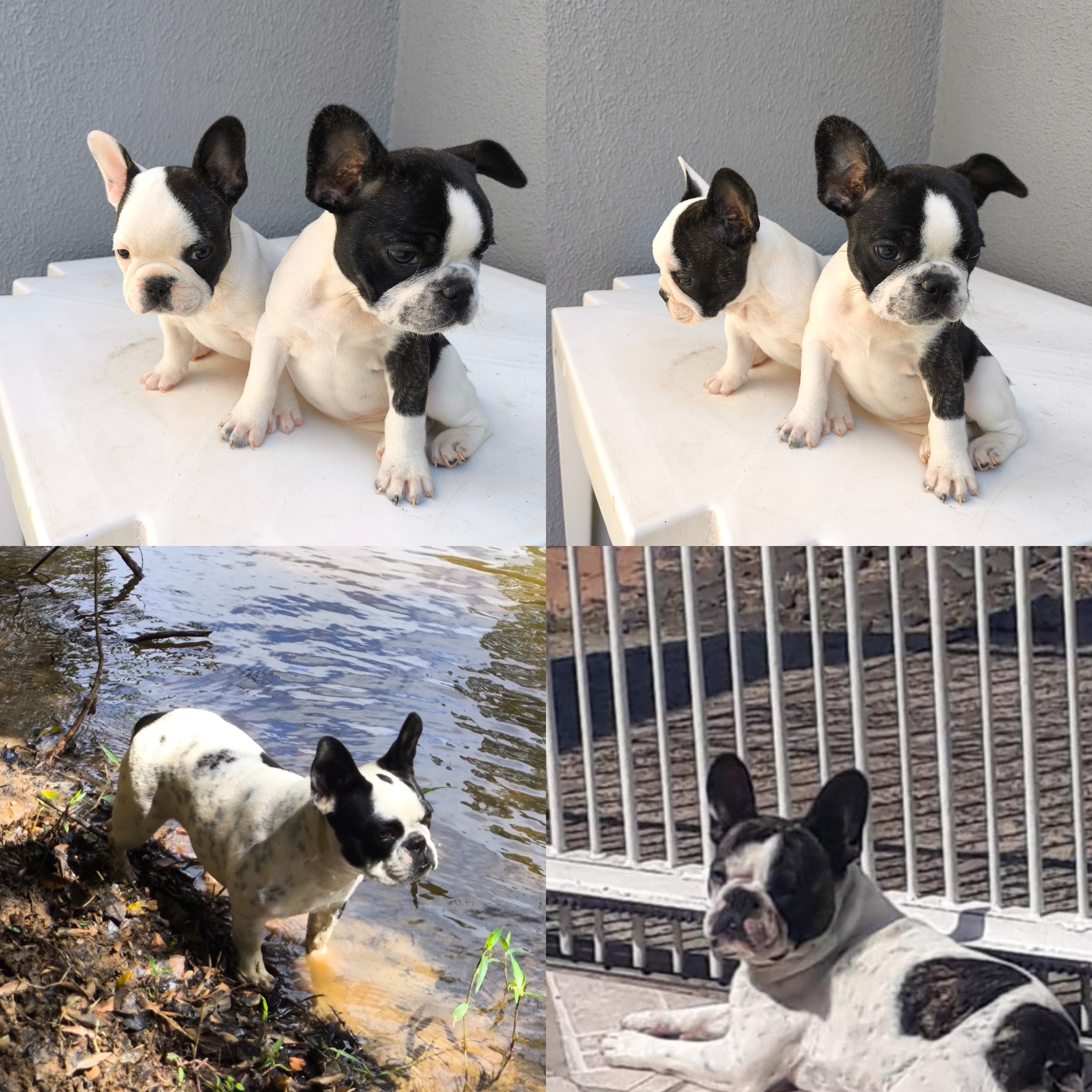 Portal Vendocão Fêmea de Buldogue Francês  Ponta Grossa