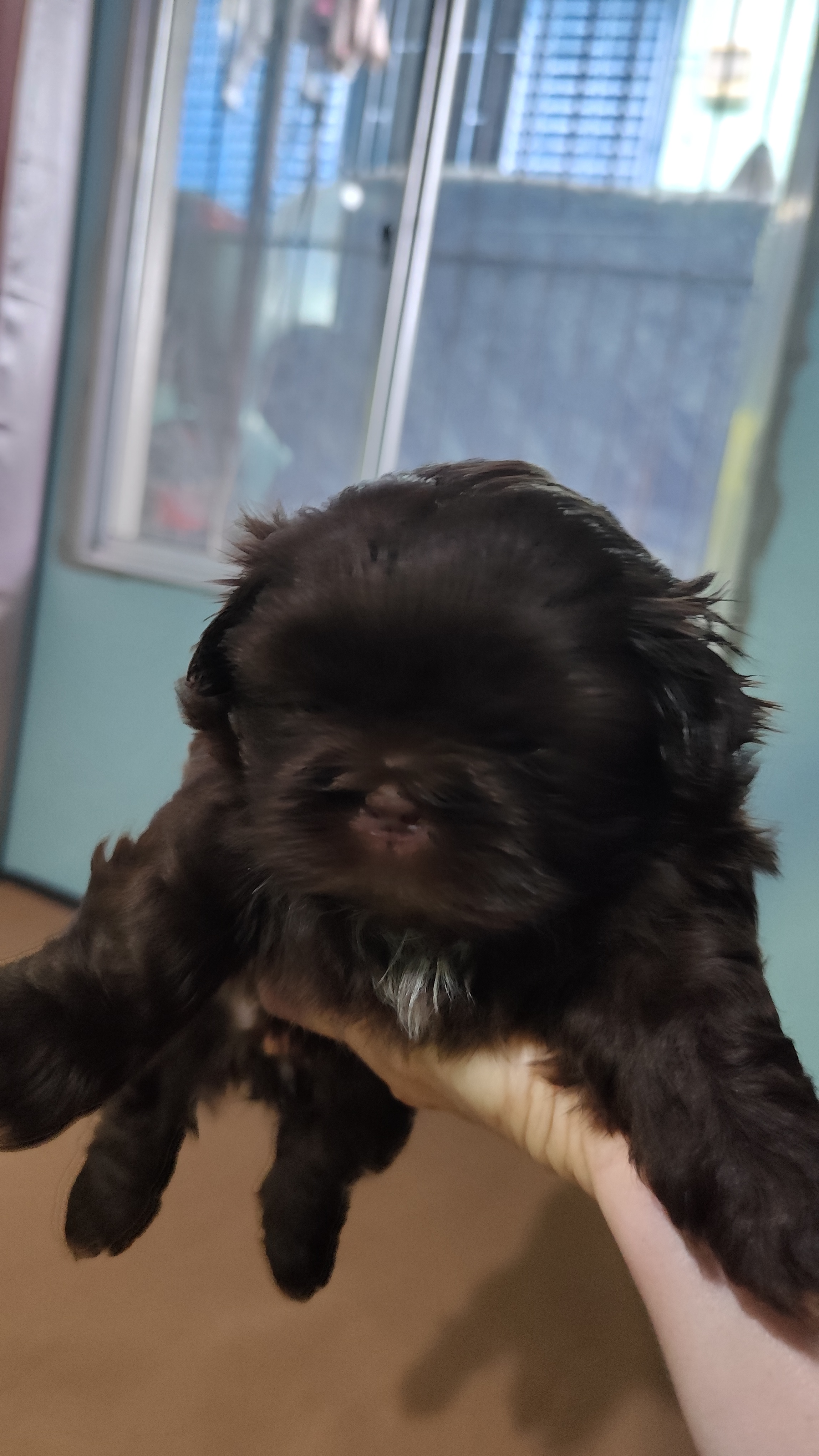 Portal Vendocão Filhotes de Shih tzu  VIAMAO 