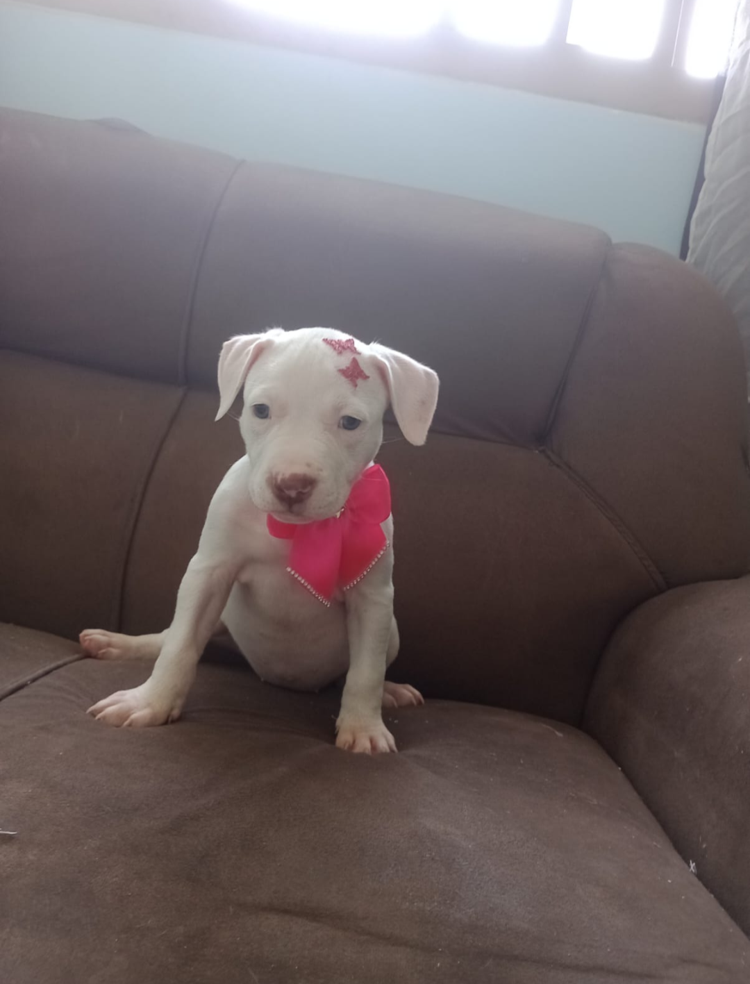 Portal Vendocão Pitbull fêmea  Apucarana 