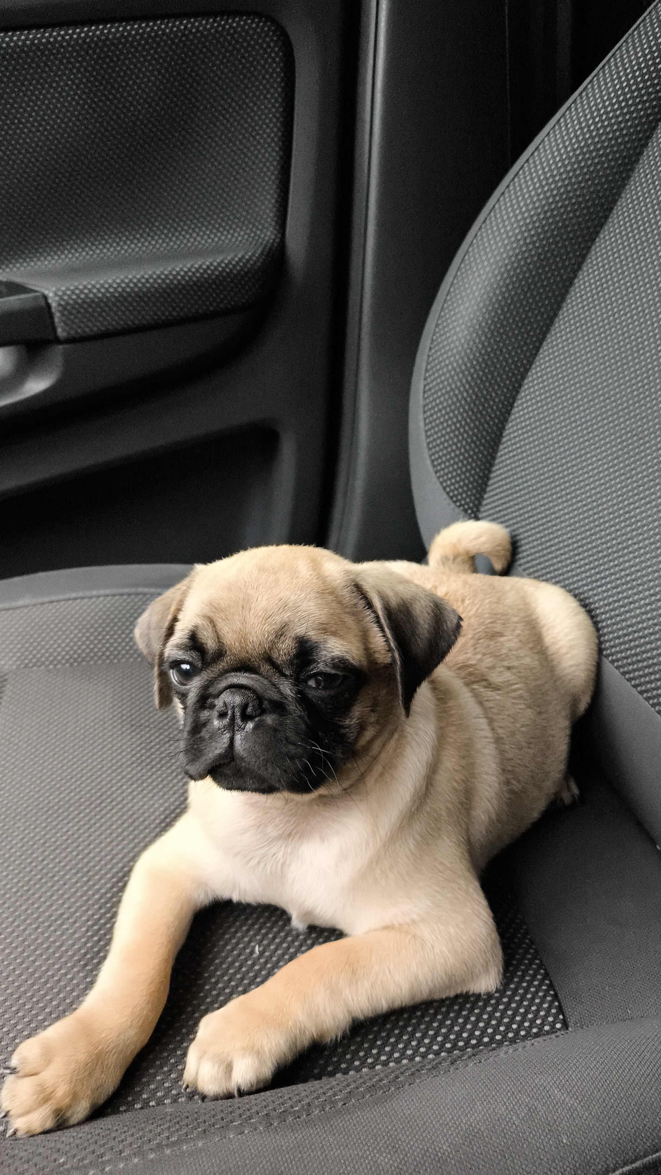 Portal Vendocão FILHOTES DE PUG MACHO  PONTA GROSSA-PR