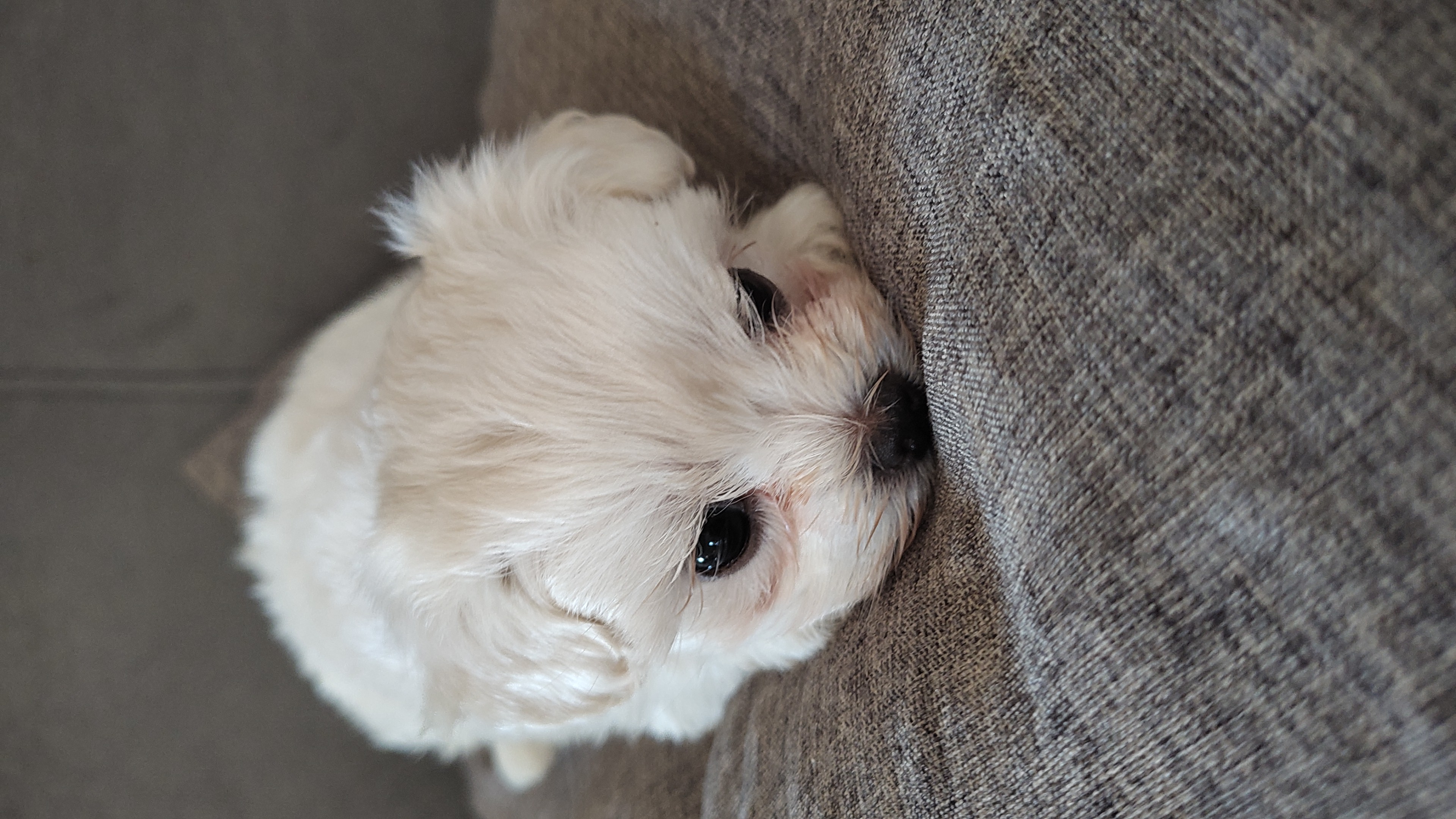 Portal Vendocão Filhote Maltês  Niterói 