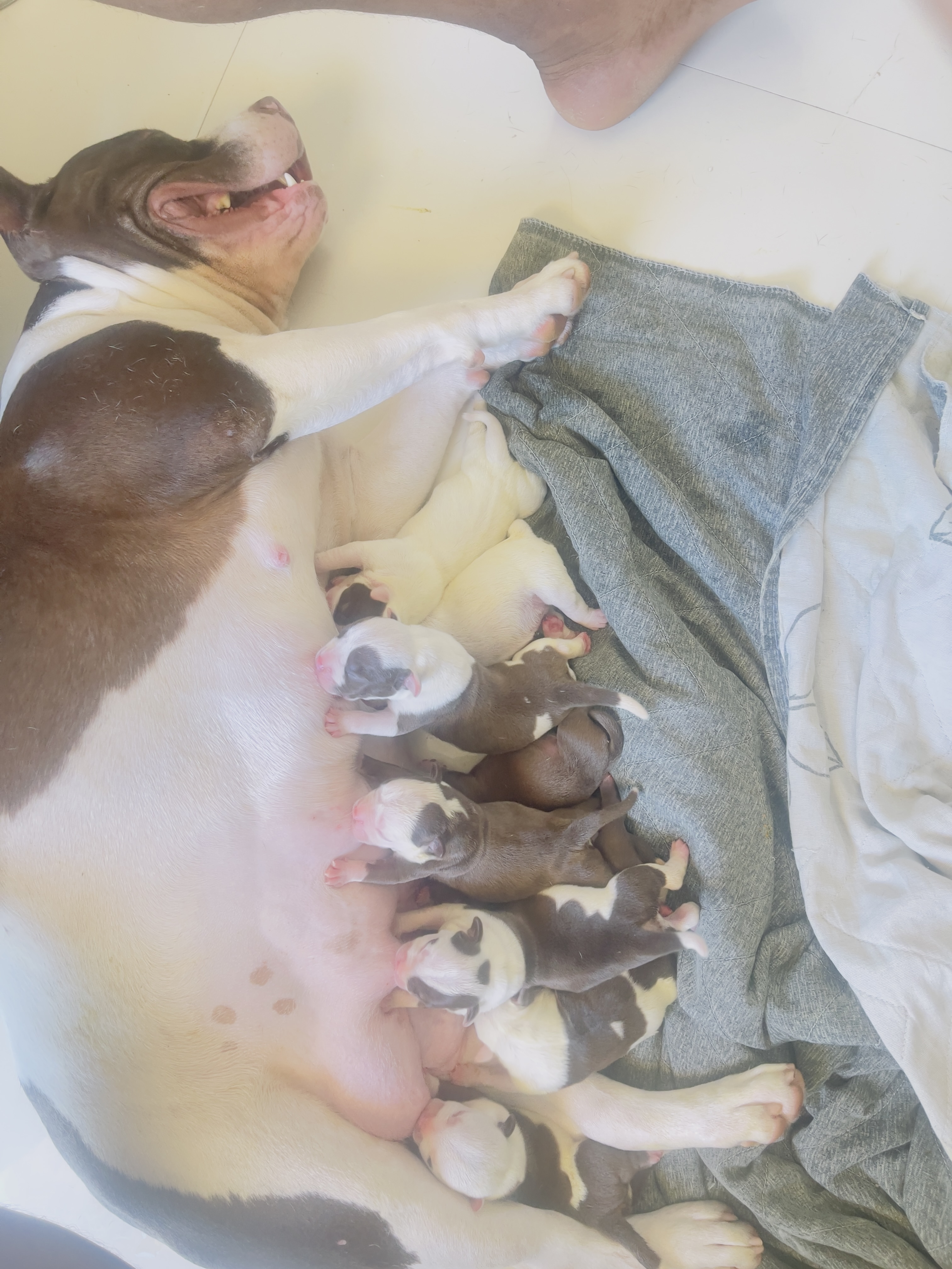 American bully - Foto 2