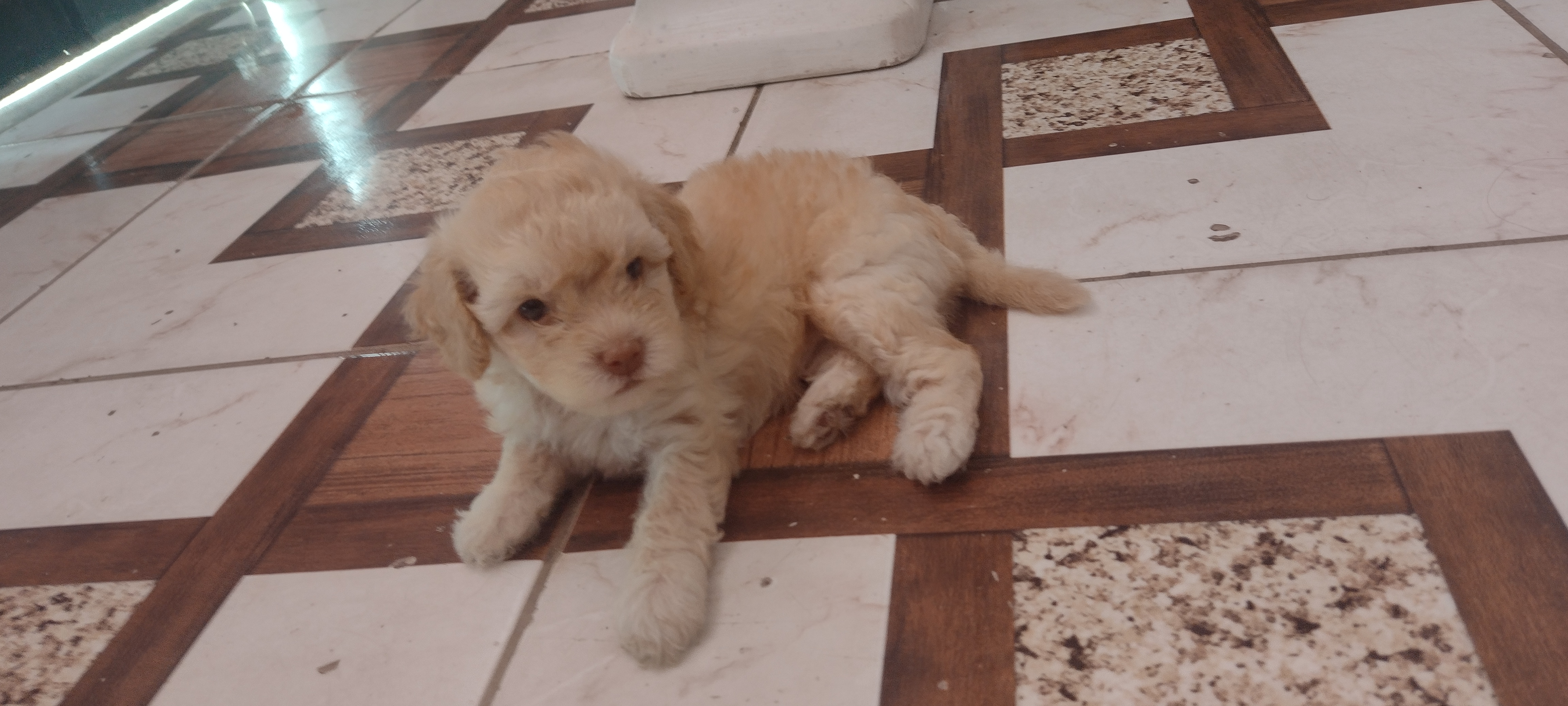 Portal Vendocão Vendo cachorro mistura Shitzu com Poodle São Luís 