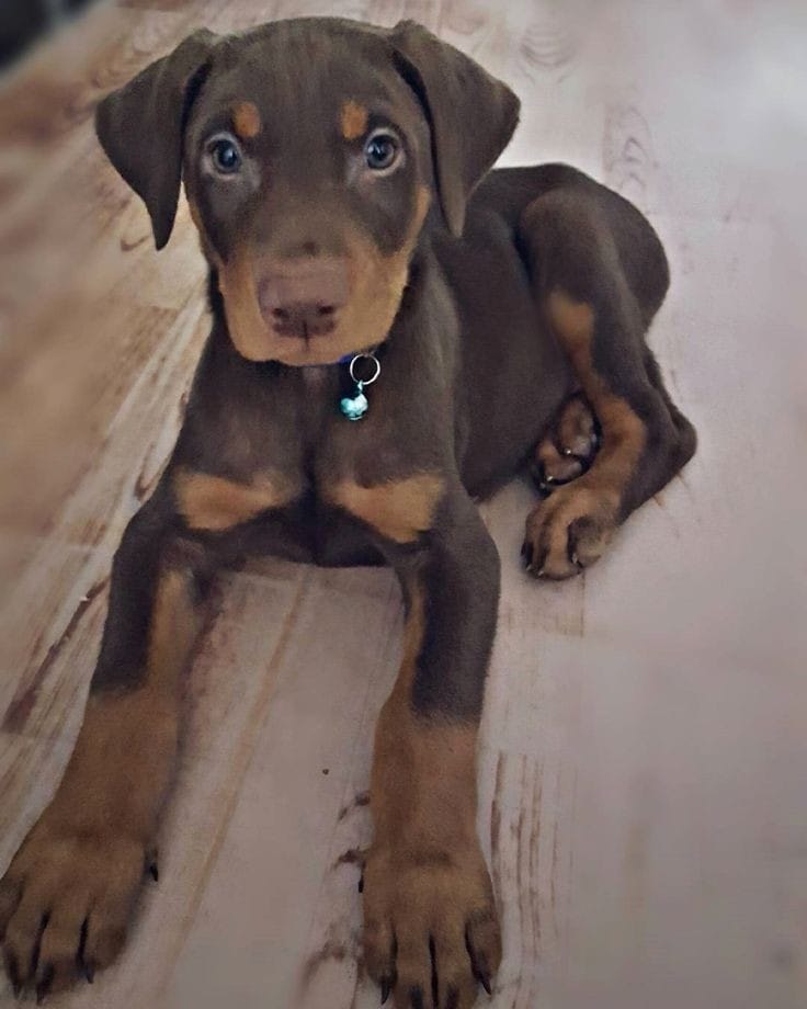 Portal Vendocão Belos Filhotes Doberman padrão tops completo Vinhedo