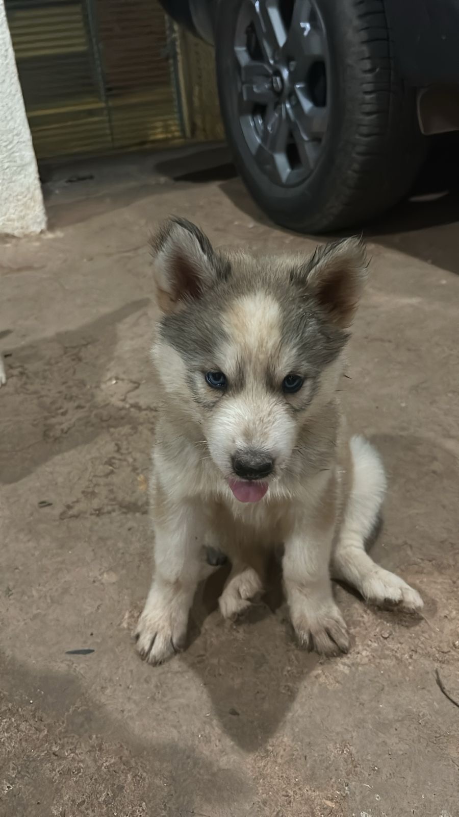 Portal Vendocão Filhote de husky siberiano  Parauapebas 