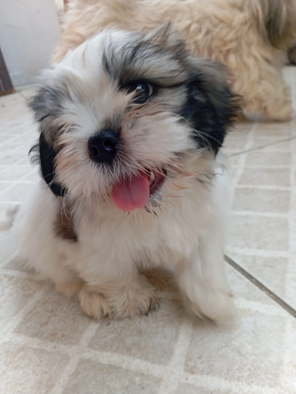 Portal Vendocão Filhote de shitzu  Teresina 