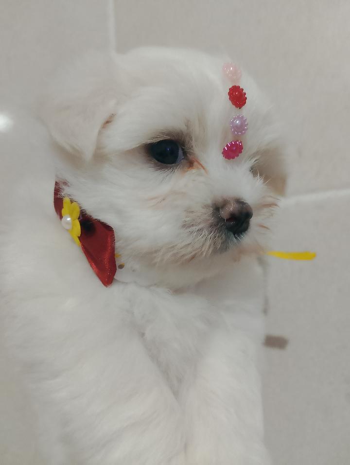 Portal Vendocão Vendo Filhotes Maltês  Jaboatão dos Guararapes 