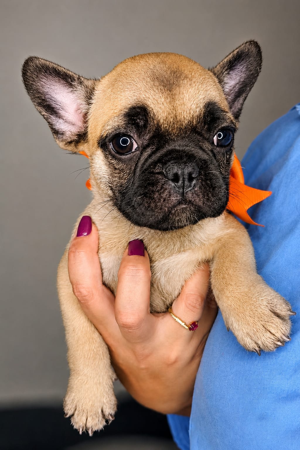 Filhote fêmea Buldogue francês - Foto 3