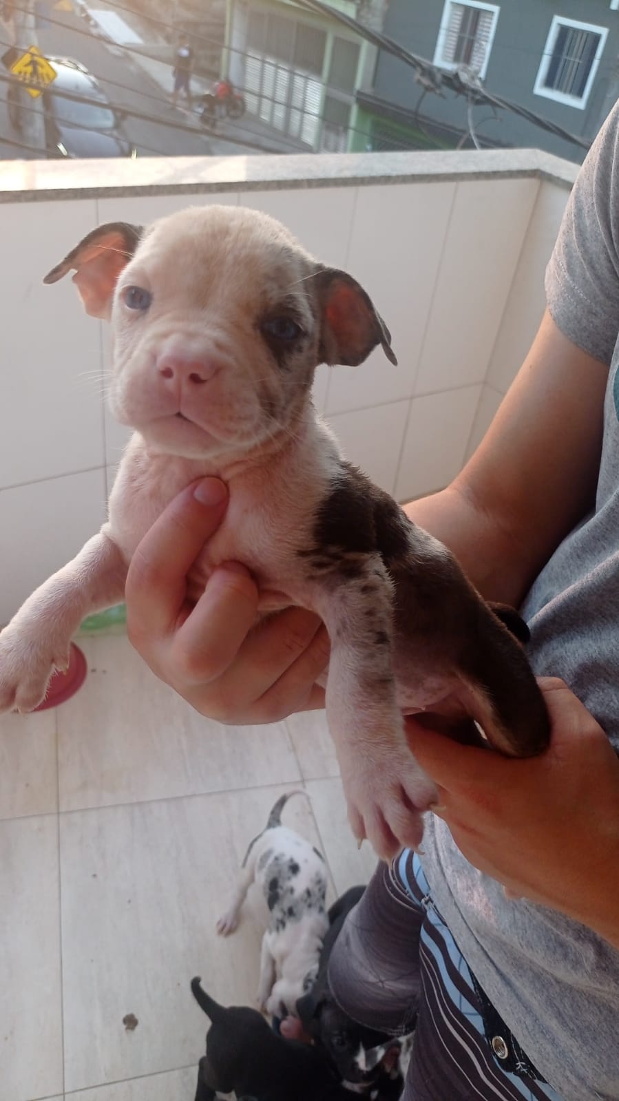 Filhotes pitbull - Foto 5