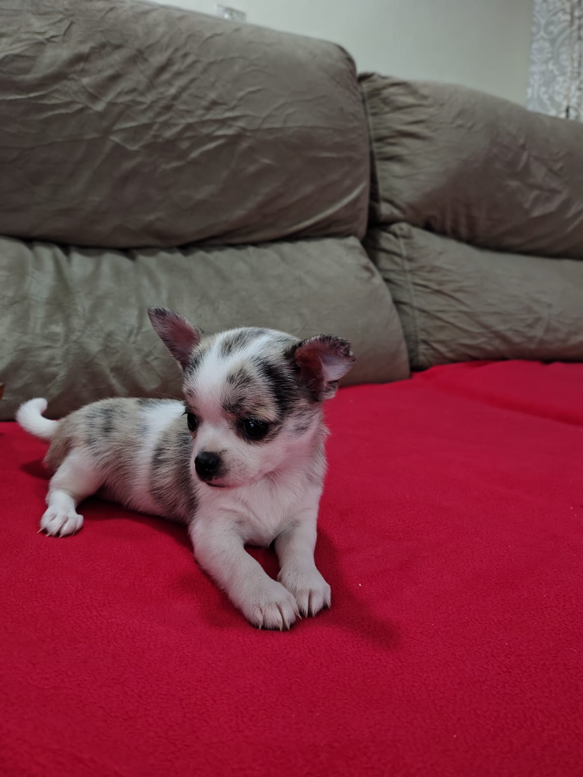 Portal Vendocão Filhote fêmea de chihuahua  Cariacica 