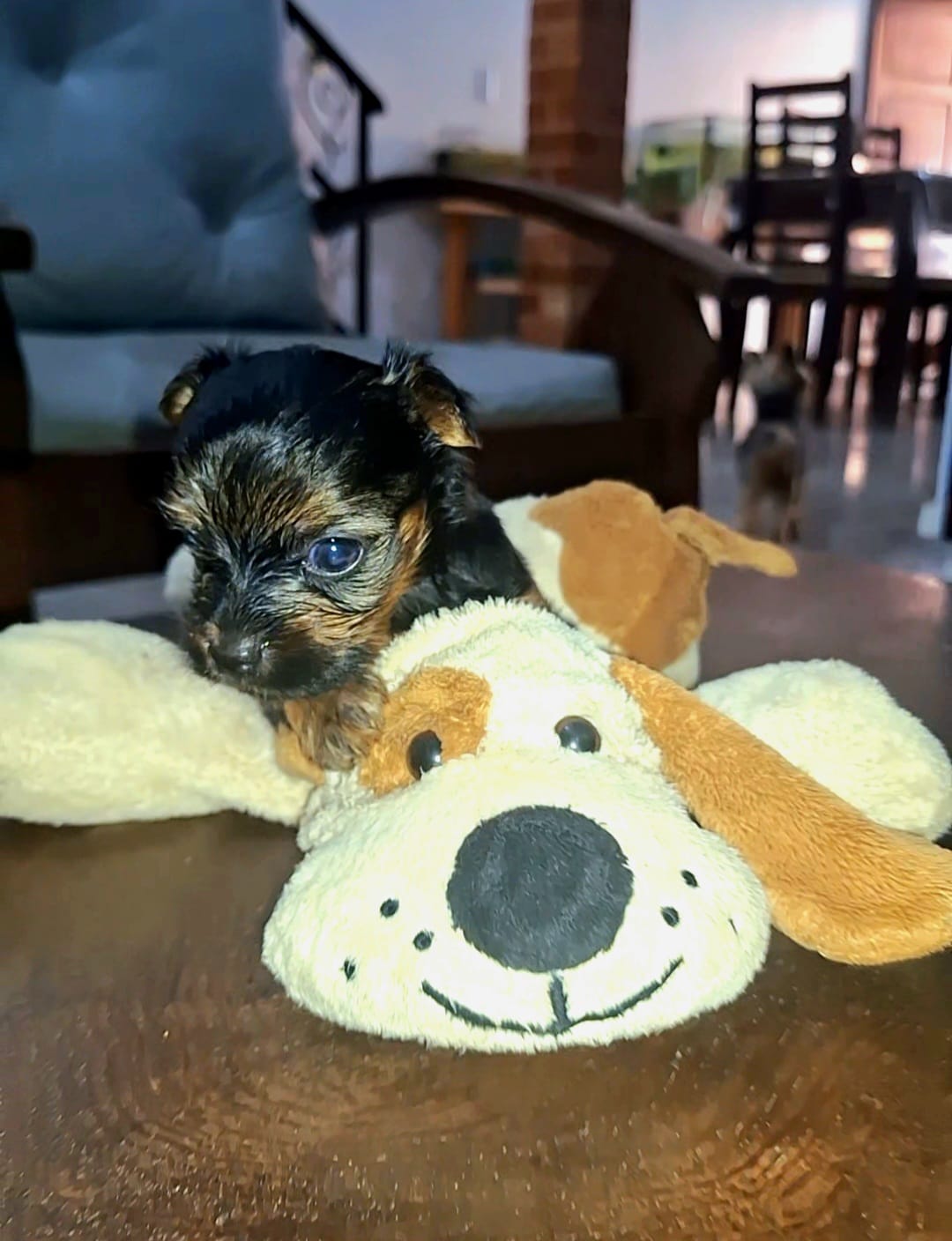 Portal Vendocão YORKSHIRE MACHO  Aracati