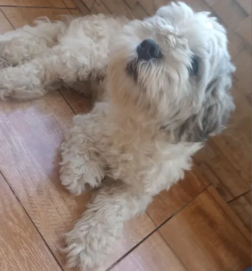 Portal Vendocão Vende-se shih Tzu  Cariacica 