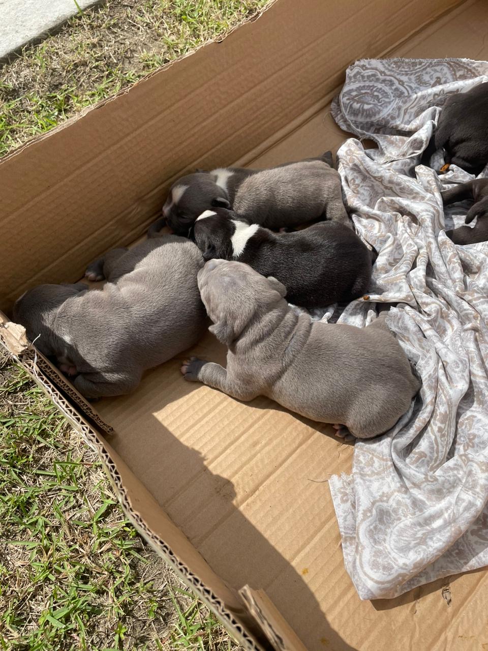 Portal Vendocão American bully Recife