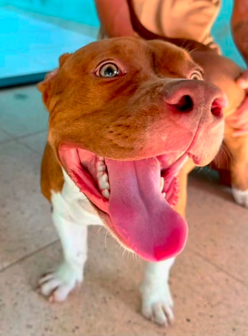 Filhote American Pit Terrier