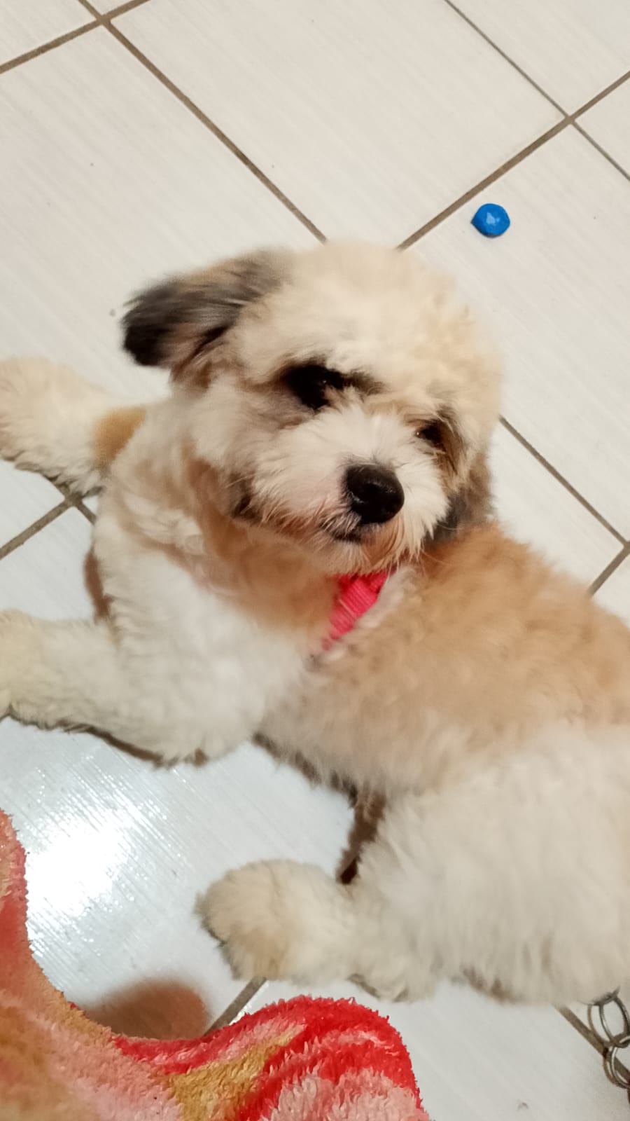 Portal Vendocão Shih Tzu a venda  Teresina 
