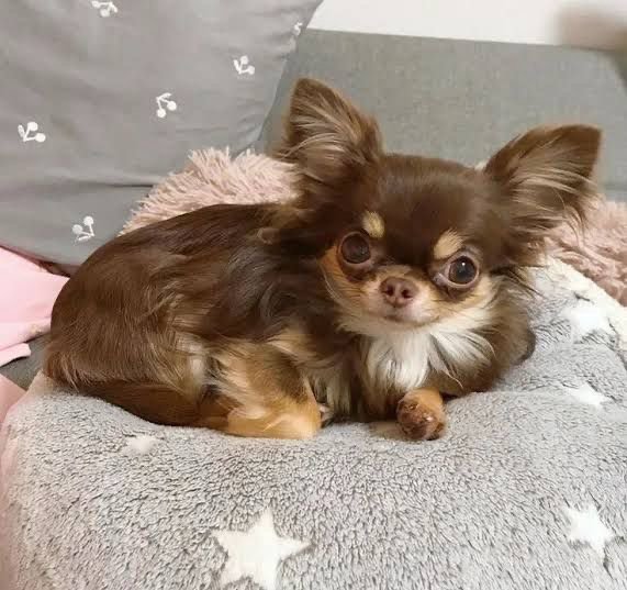 Chihuahua Doação 
