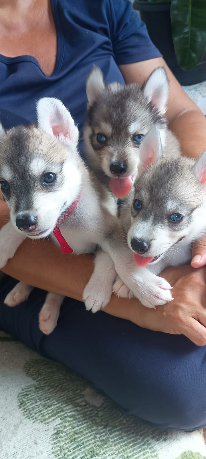 Lindos filhotes de olhos azul. E verdes.... sonho. De qualquer pessoas  ..com essas patinha de gelo - Foto 2