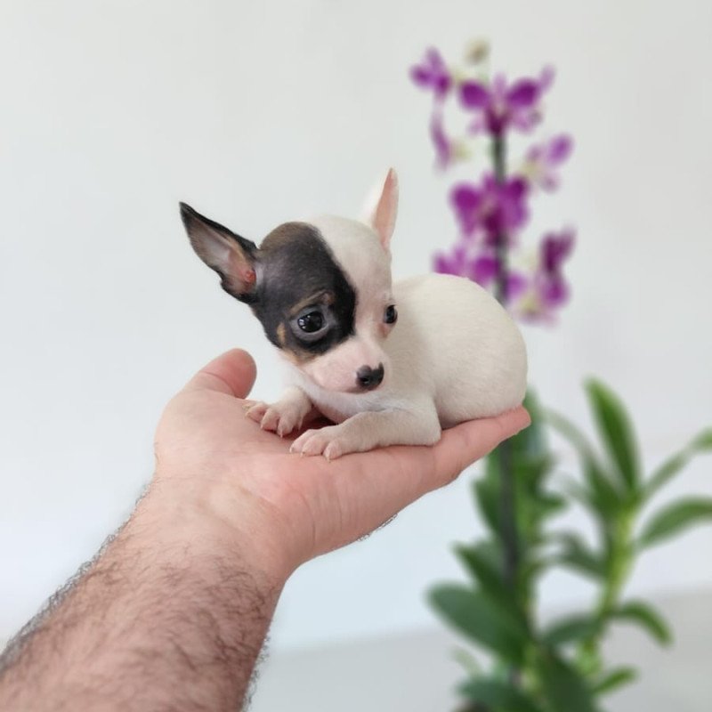 Filhote de Pinscher Macho Miniatura - Foto 4