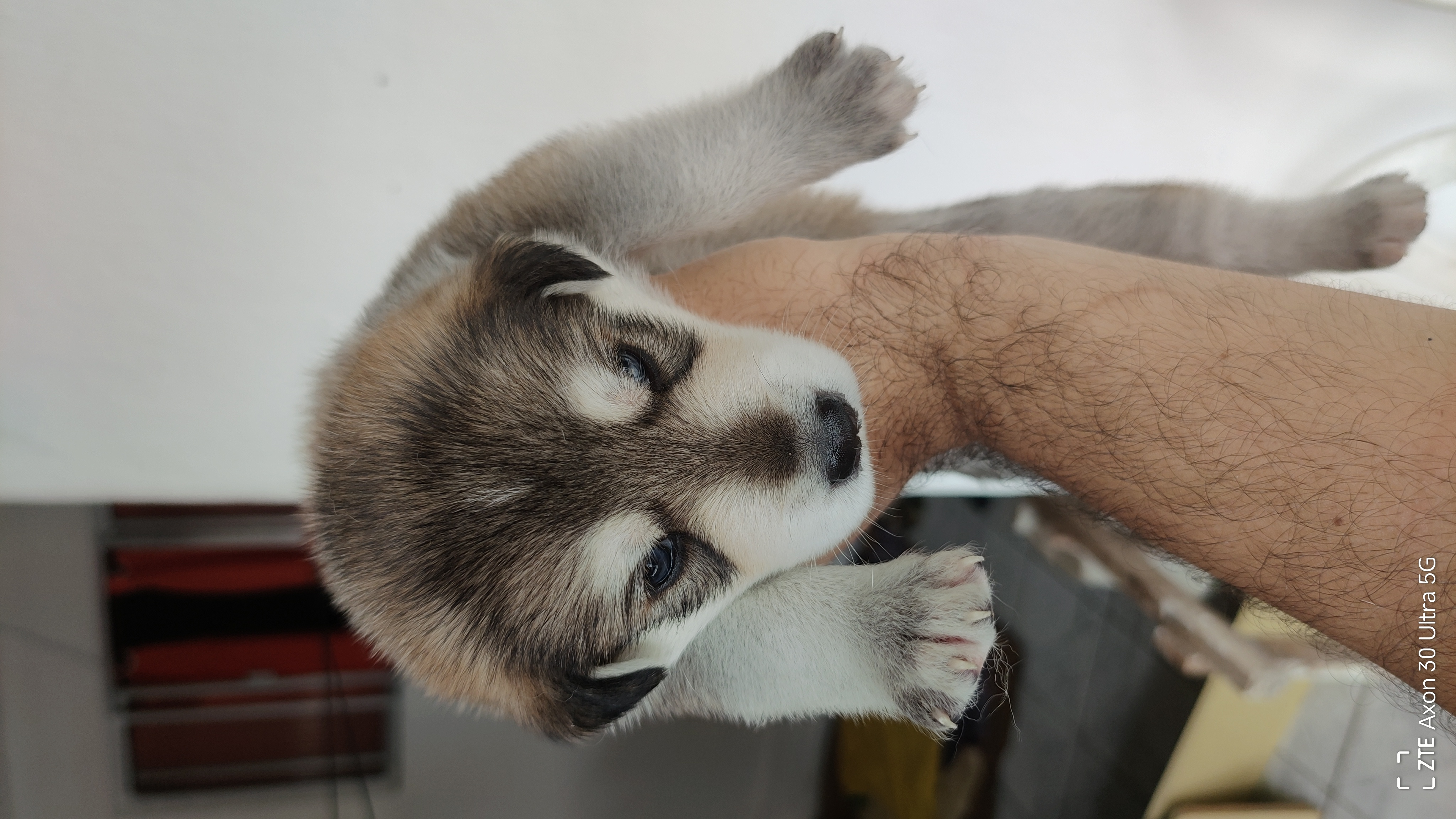 filhotes de Husky Siberiano Recife