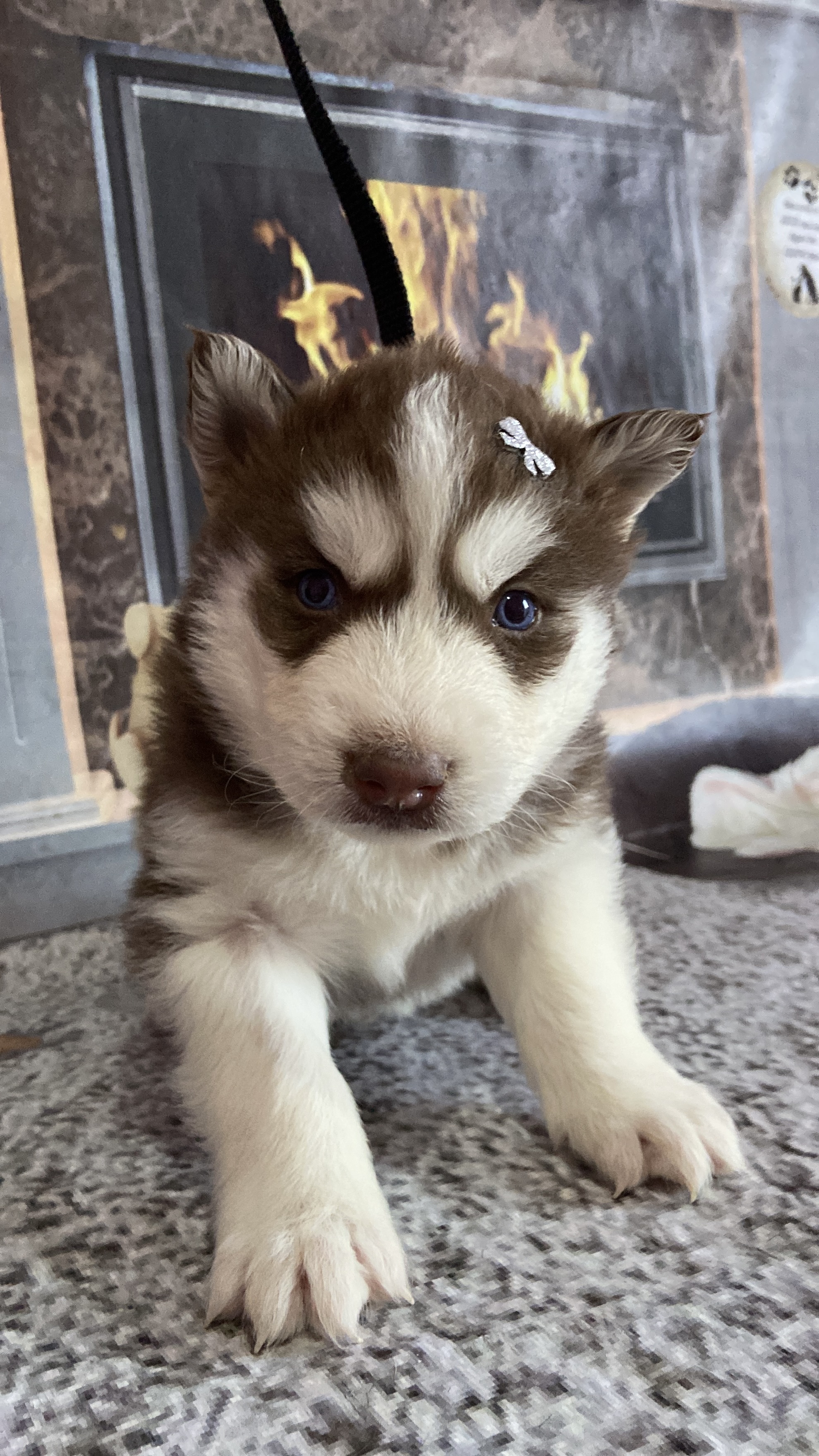 Filhotes de husky siberiano  - Foto 4