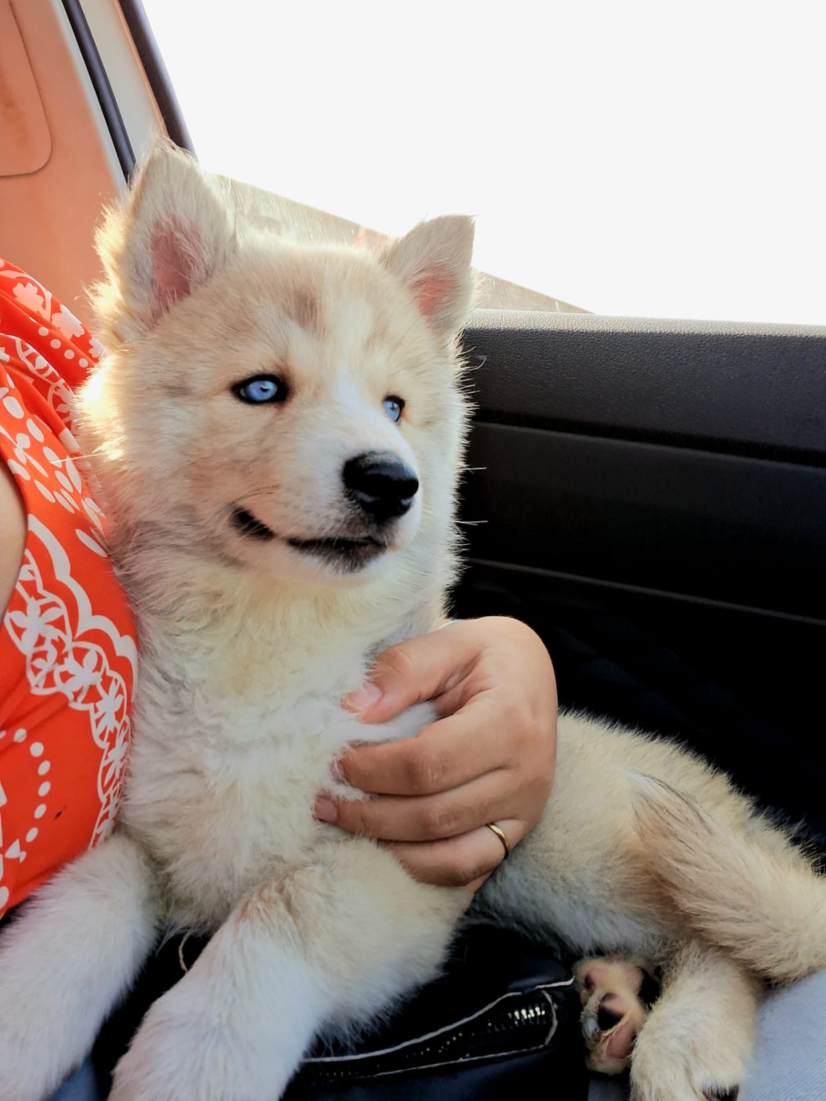 Portal Vendocão Vendo filhote de husky siberiano  São José de Ribamar