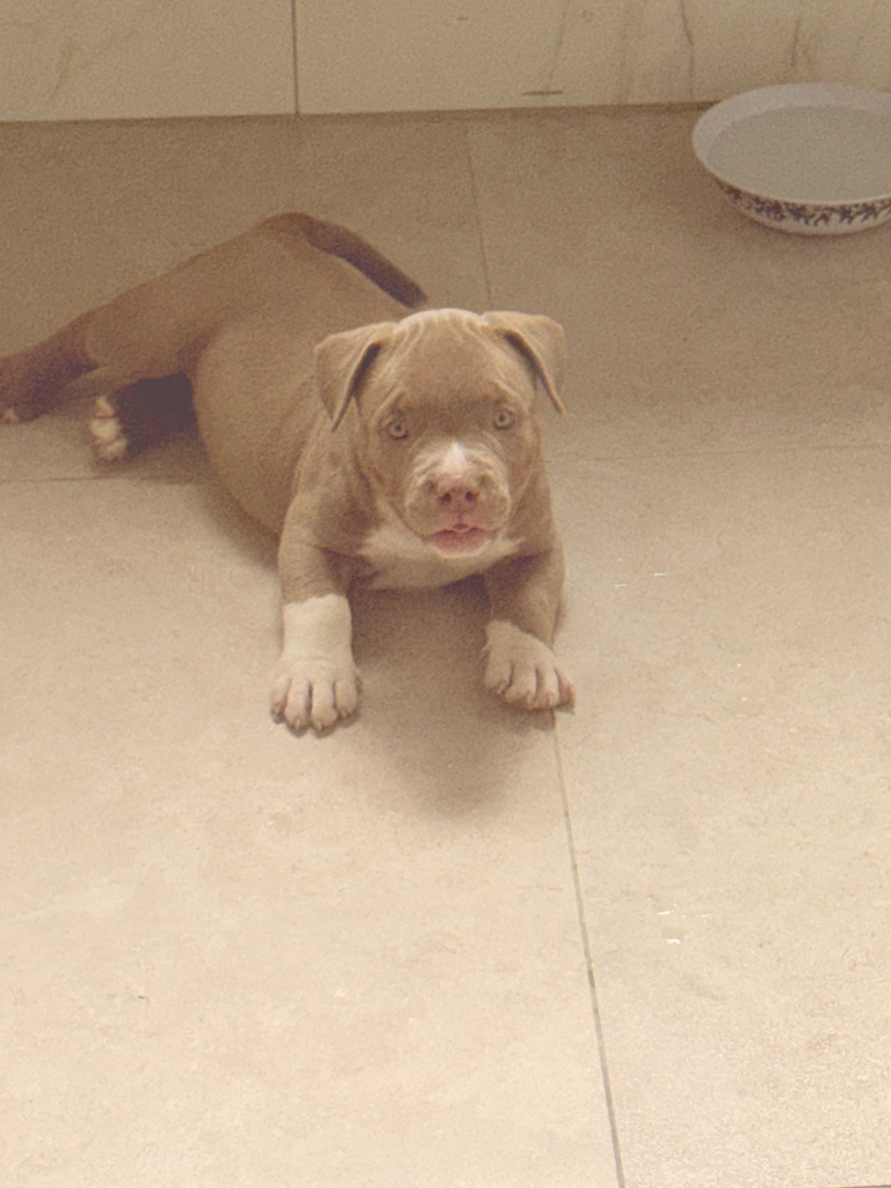 Portal Vendocão American Bully com Pedigree Rio de Janeiro