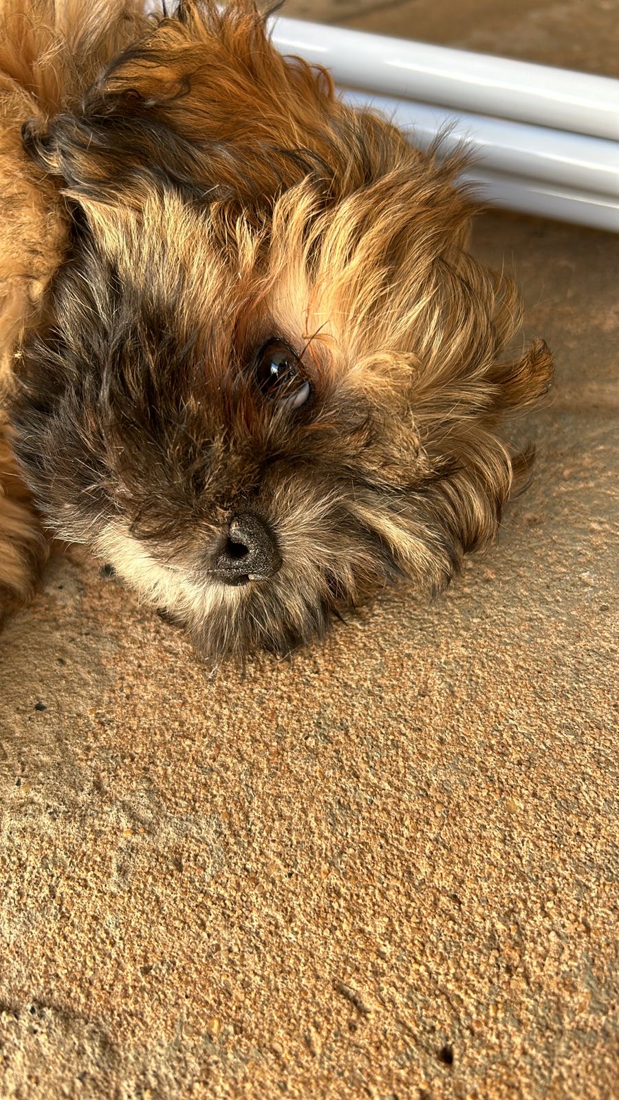 Portal Vendocão Vendo Filhote de Shih tzu fêmea Várzea Grande 