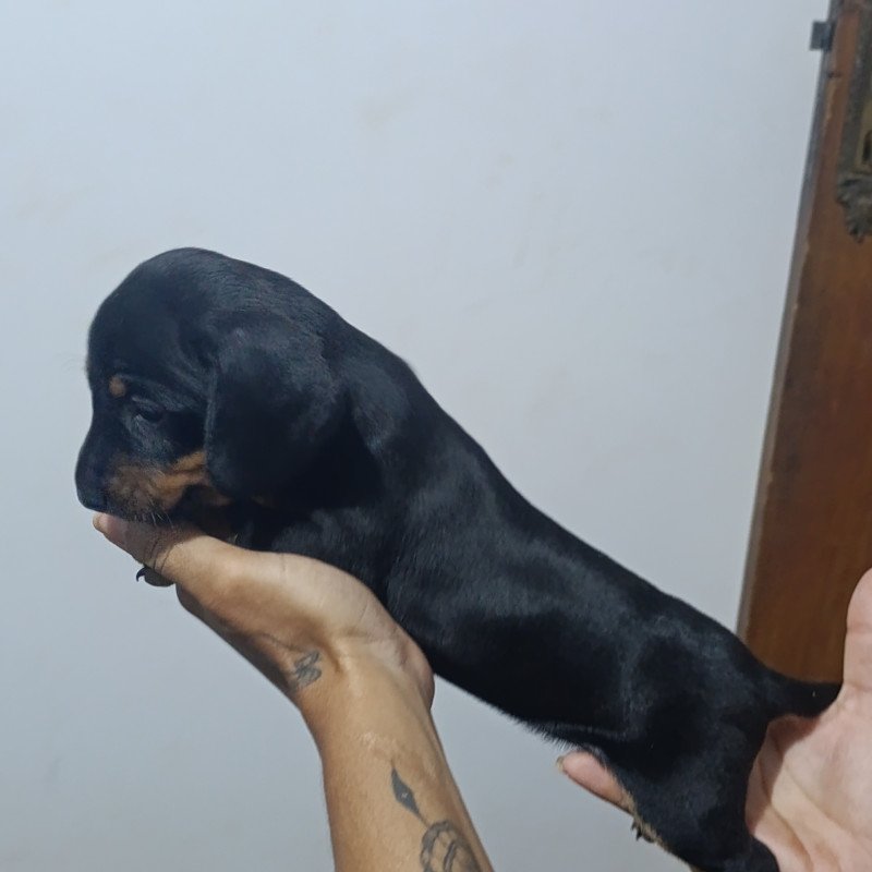 Basset cofap - Foto 2