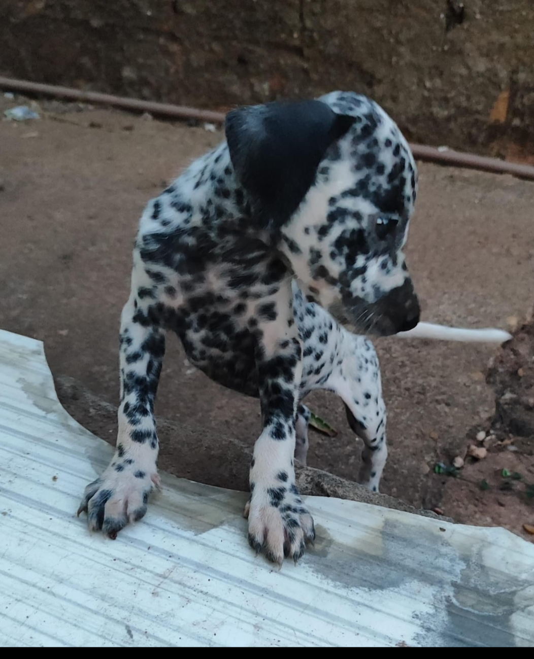 Portal Vendocão Cachorro 🐶 Rolim de Moura