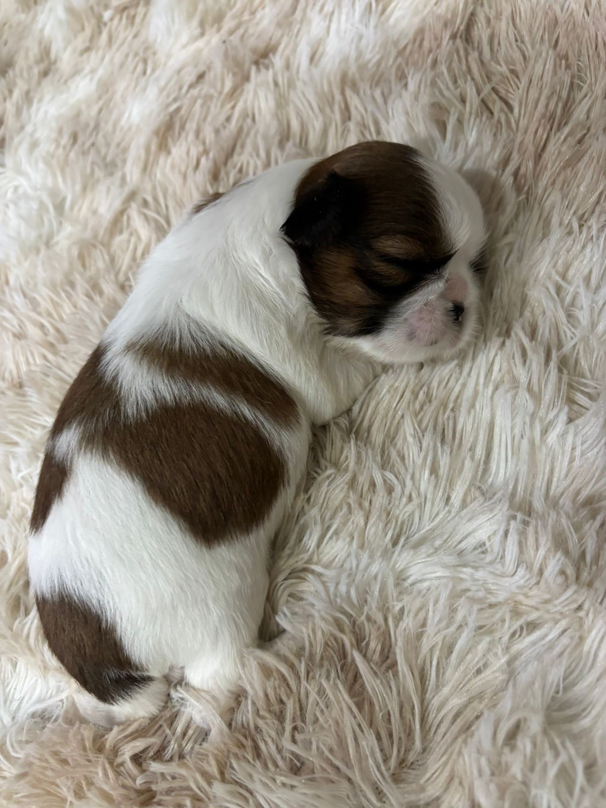 Shih Fêmea mini e Shih Tzu machos - Foto 2