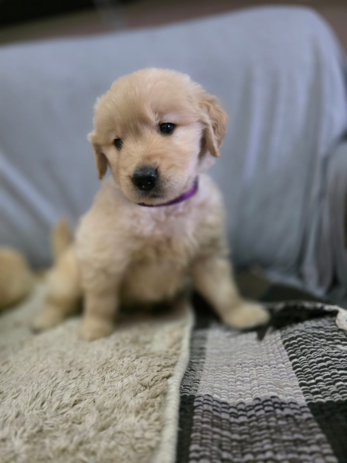Golden Retriever - Foto 3
