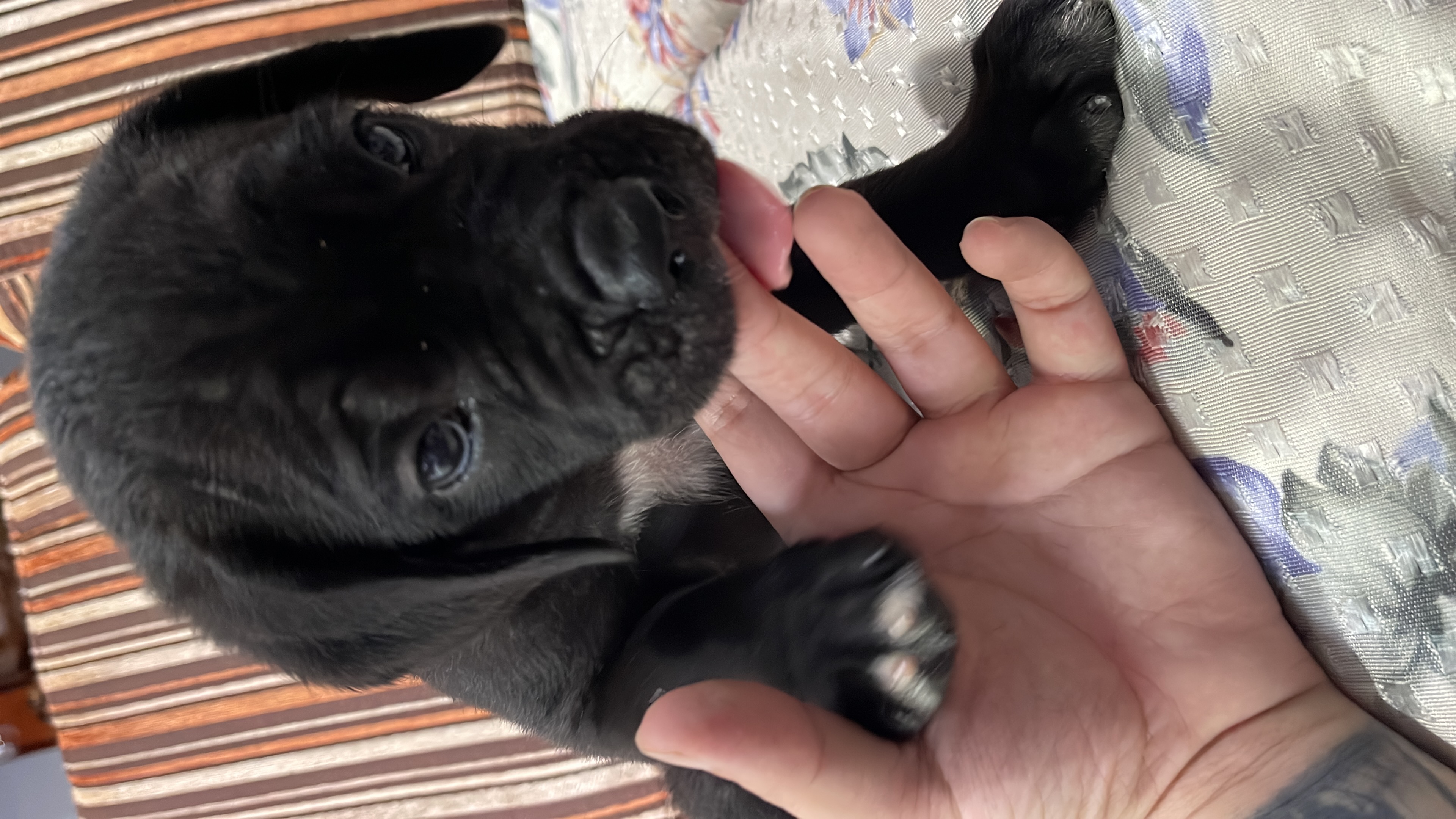 Portal Vendocão Filhotes de cane corso ! Rio de Janeiro 