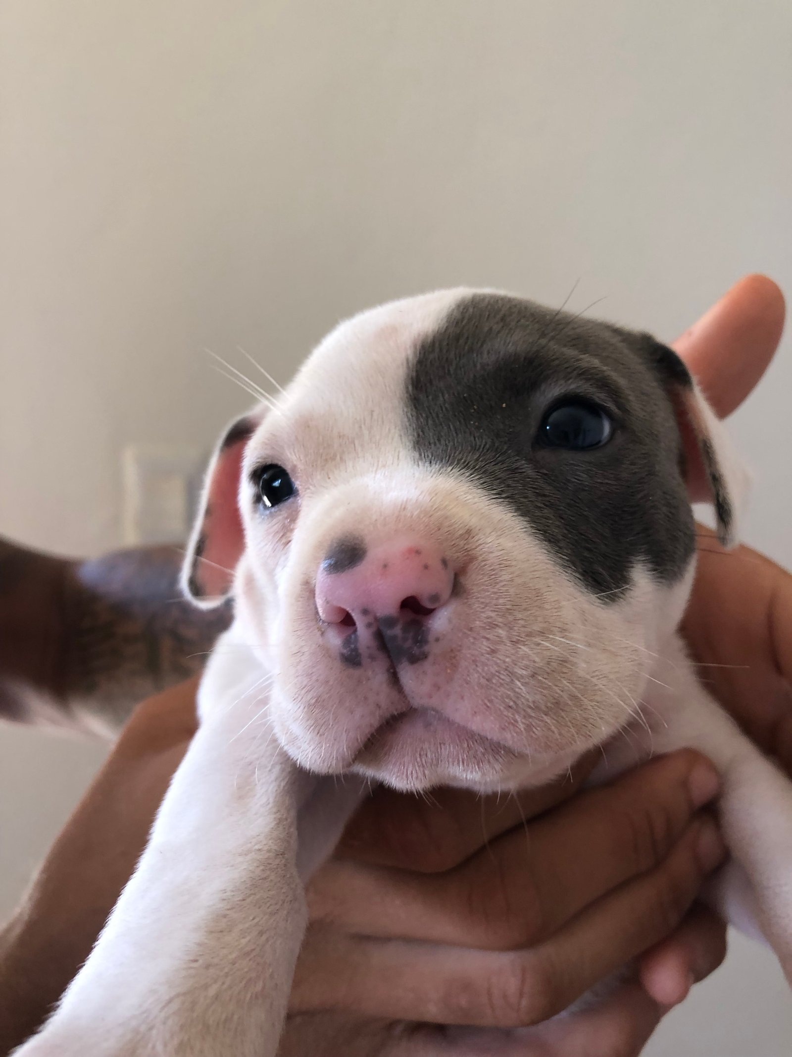 Filhote Pitbull 