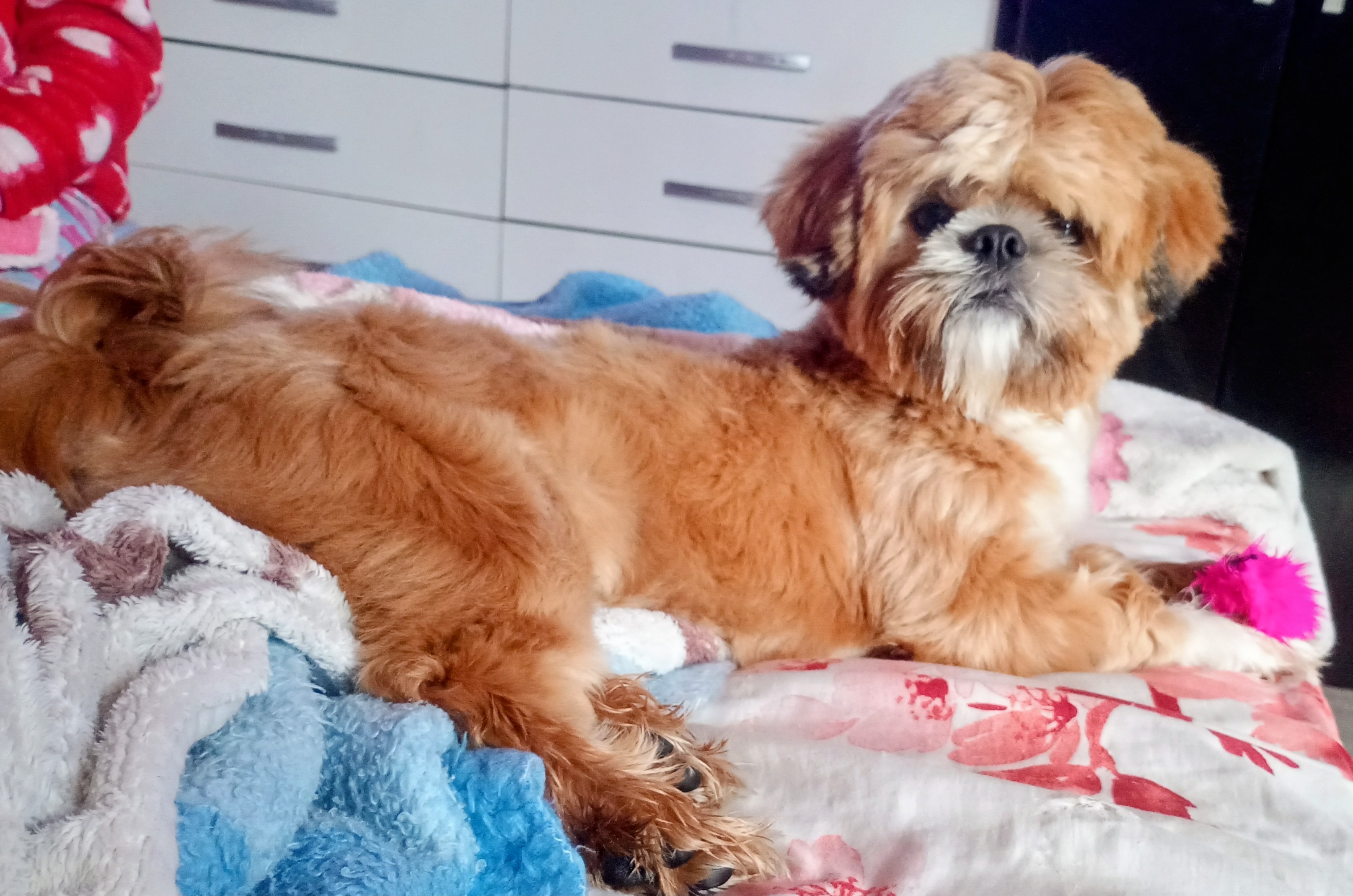 Shitzu 8 meses não castrado - Foto 2