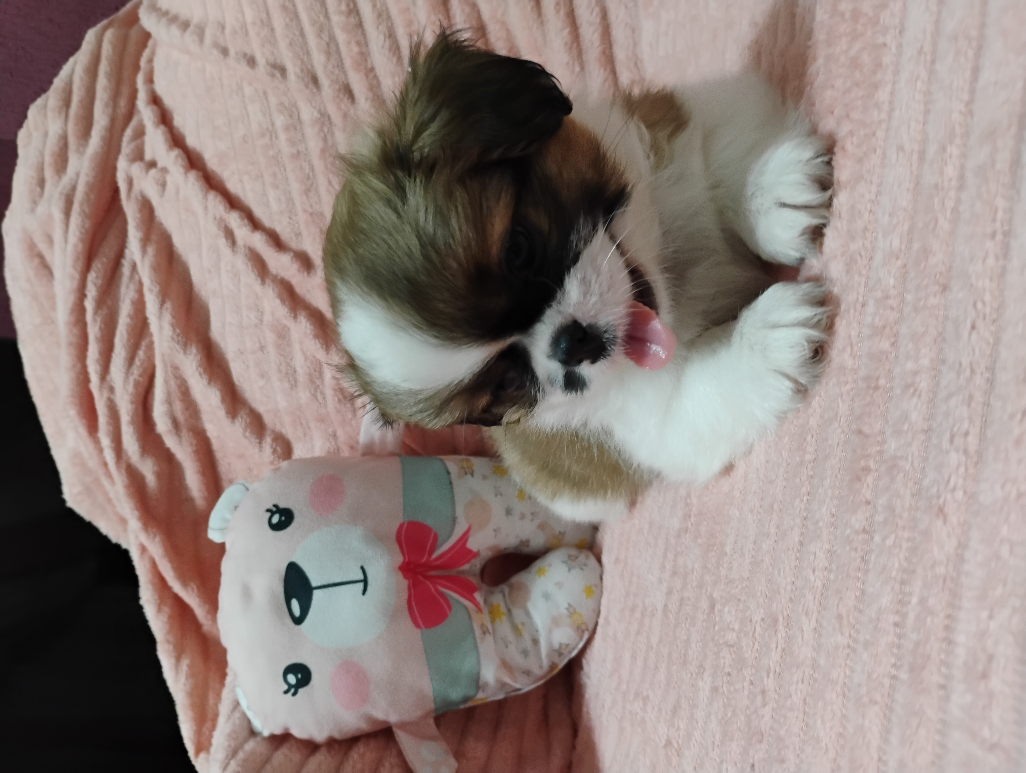 🐶💕 Filhotinha Pequinês Fêmea disponível! 💕 - Foto 4