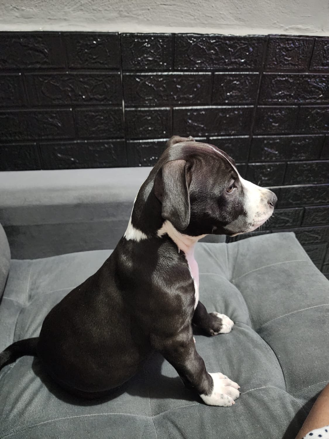 American staffordshire terrier - nascidos em 20/9/25