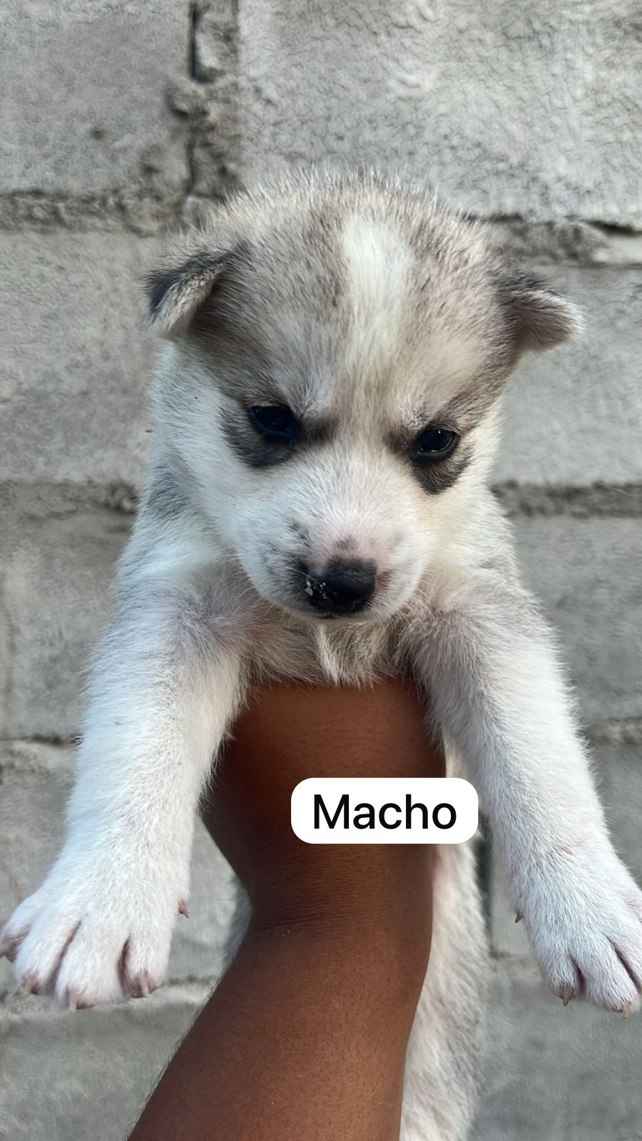 Filhote de husky siberiano disponível  - Foto 2