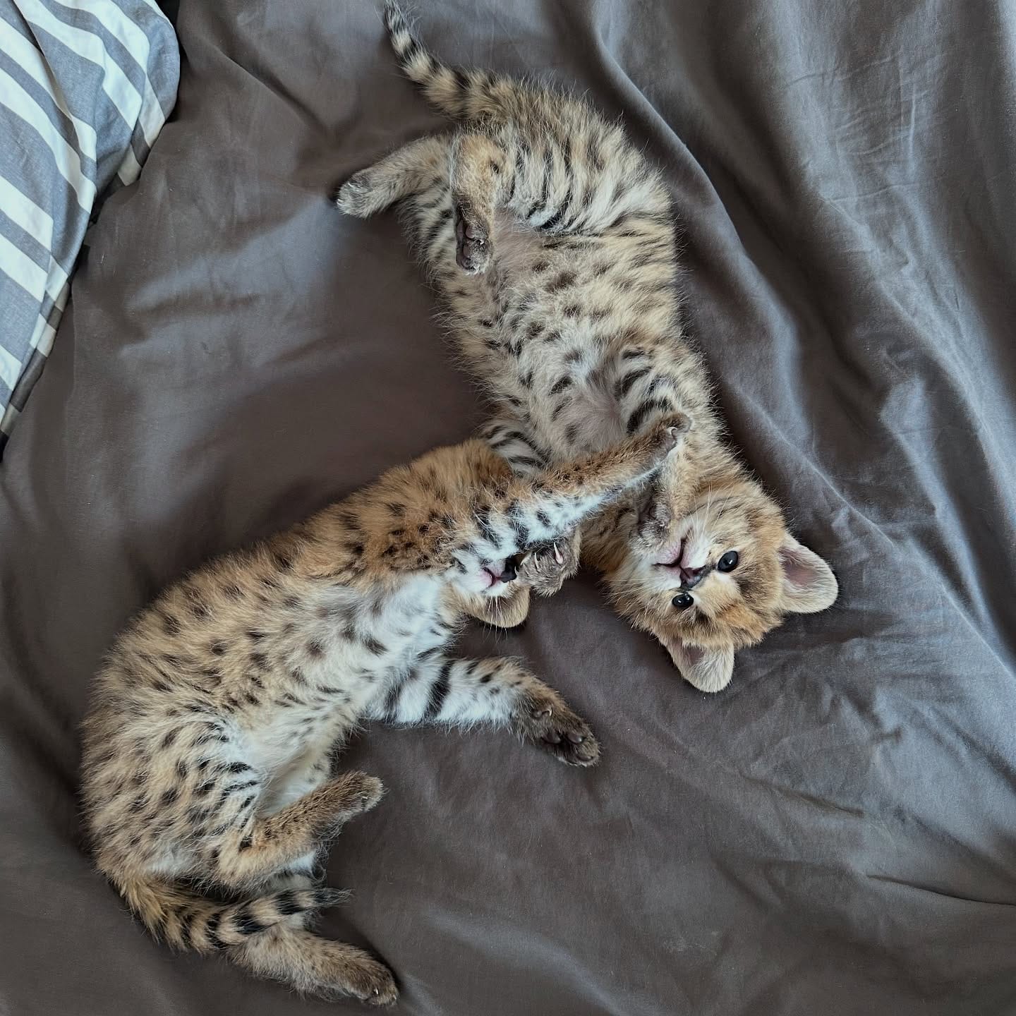 Portal Vendocão Serval excepcional: a elegância da savana em sua casa. santos