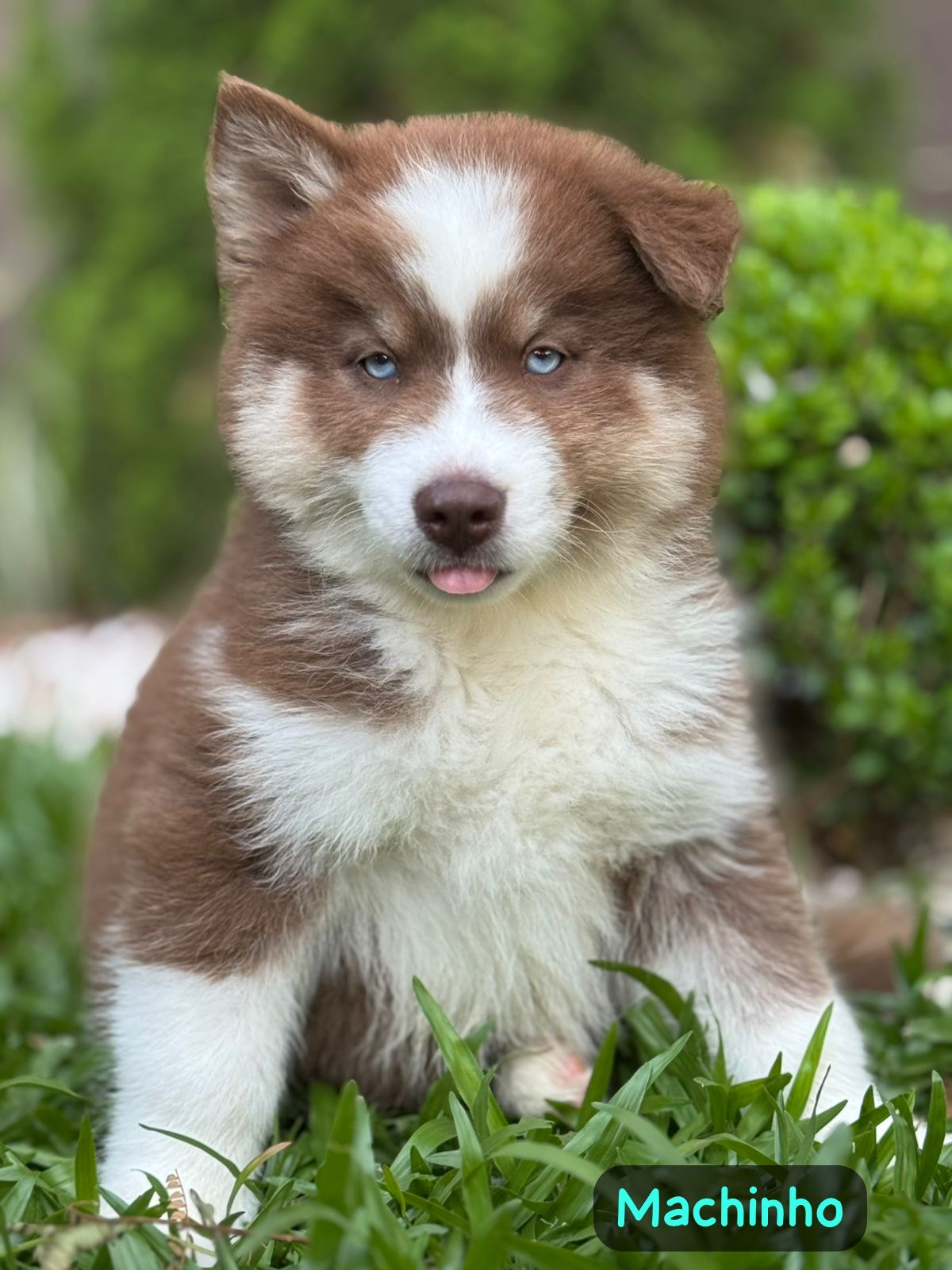 Portal Vendocão Filhote de Husky Siberiano  Sapiranga 