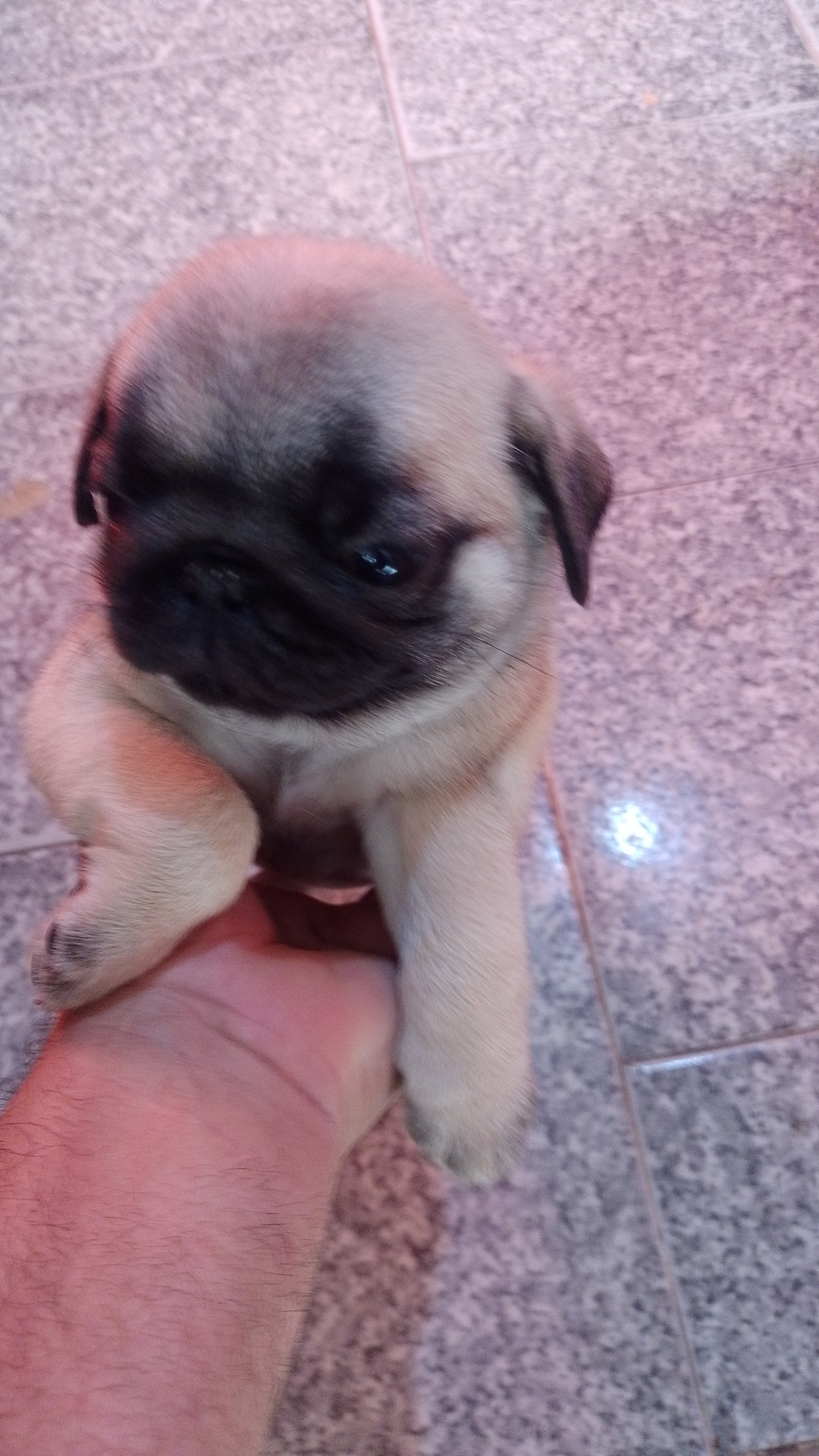 Portal Vendocão Filhotes de pug Rio de janeiro 