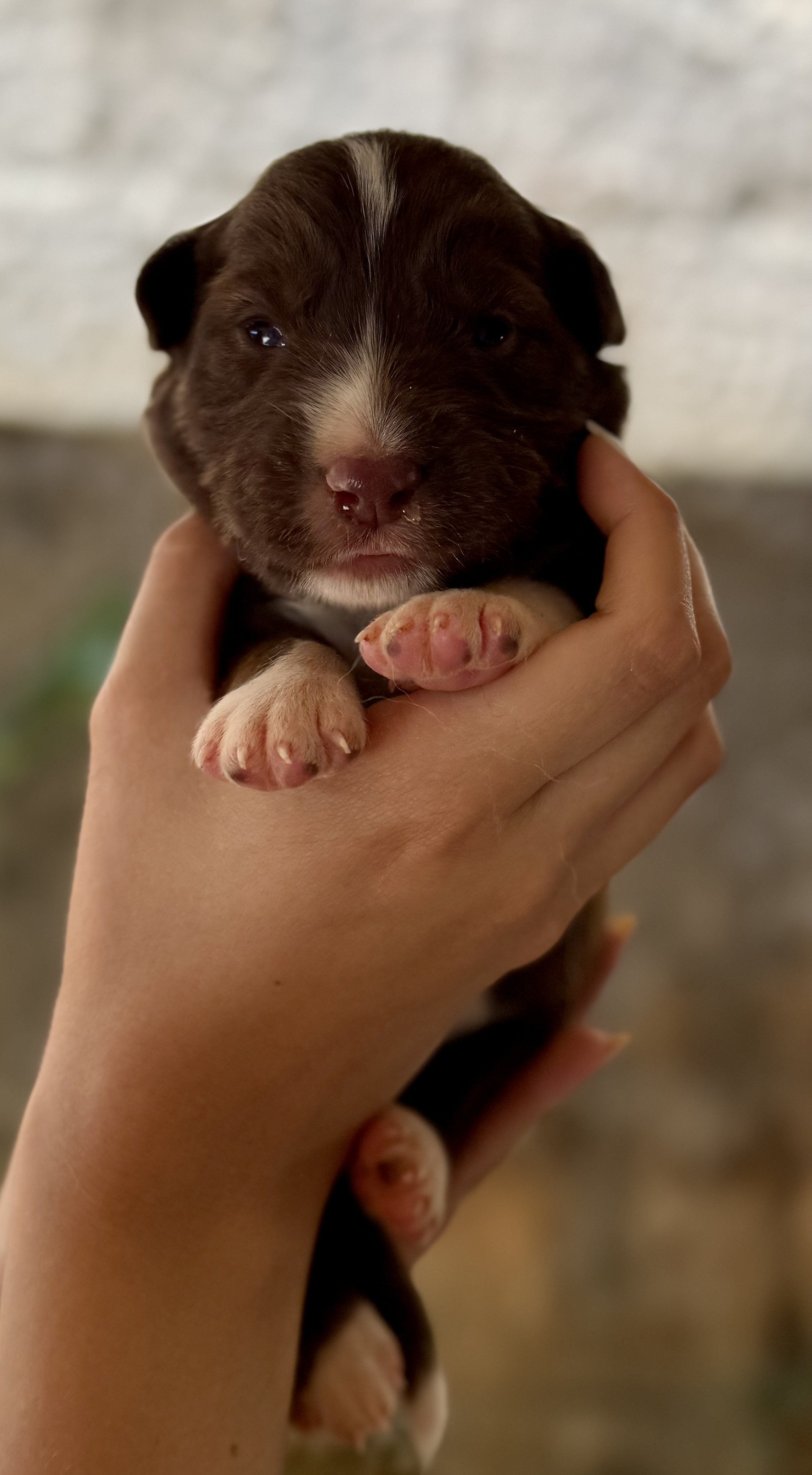 Filhotes Border Collie - Foto 2