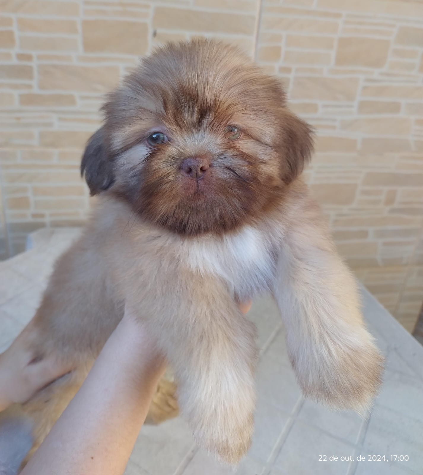 Portal Vendocão Machinho de Shih-Tzu com olhos verdes, raridade!!! Rio de Janeiro